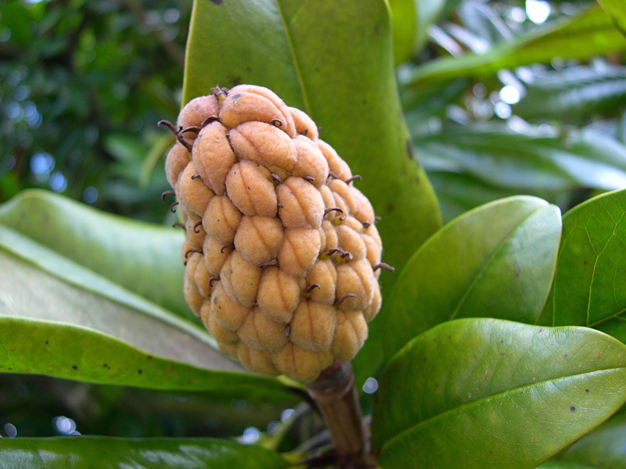 Afficher le média magnolia_grandiflora3md magnolia_grandiflora3md