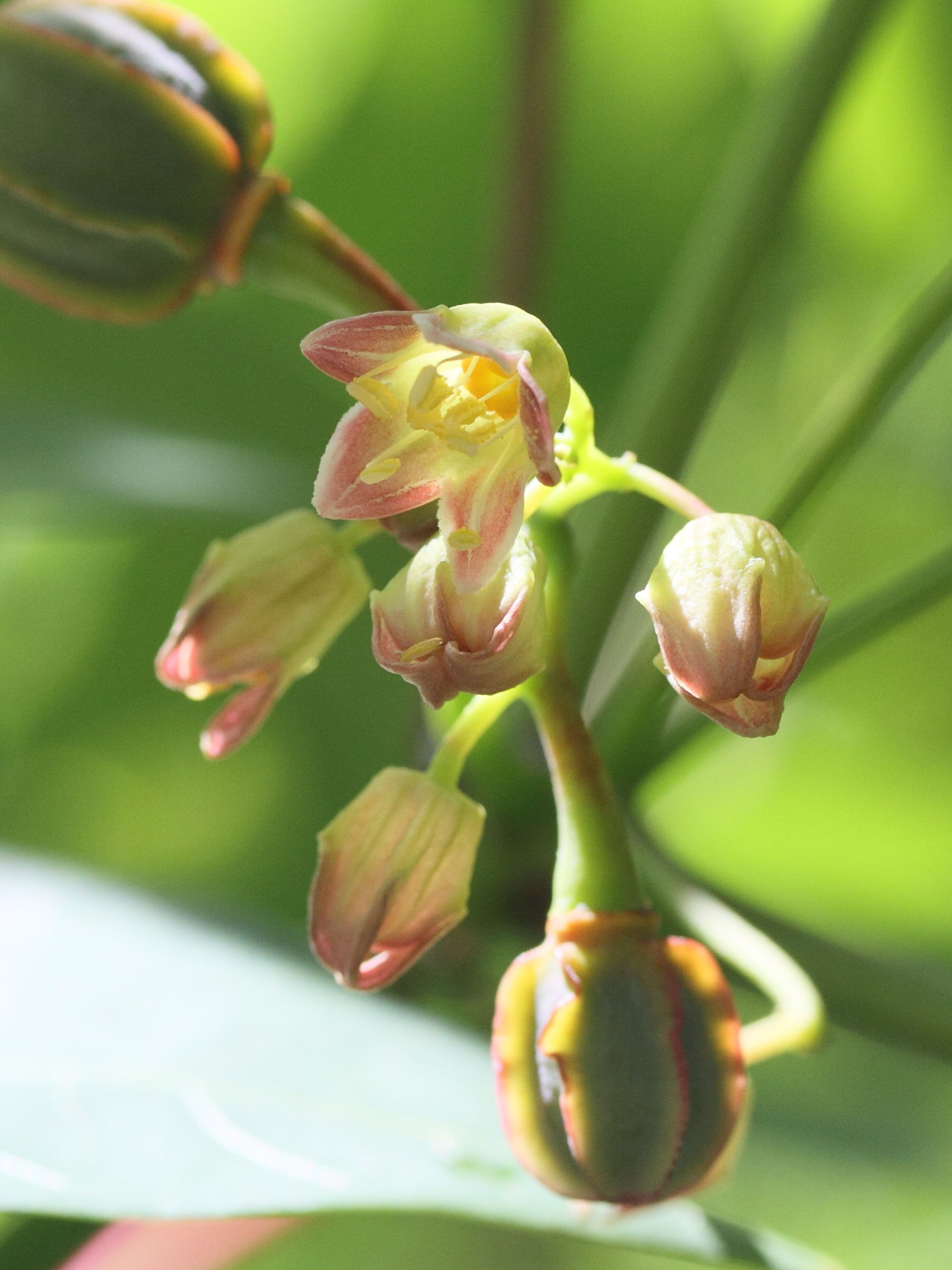 Afficher le média manihot-_sculenta9md manihot-_sculenta9md