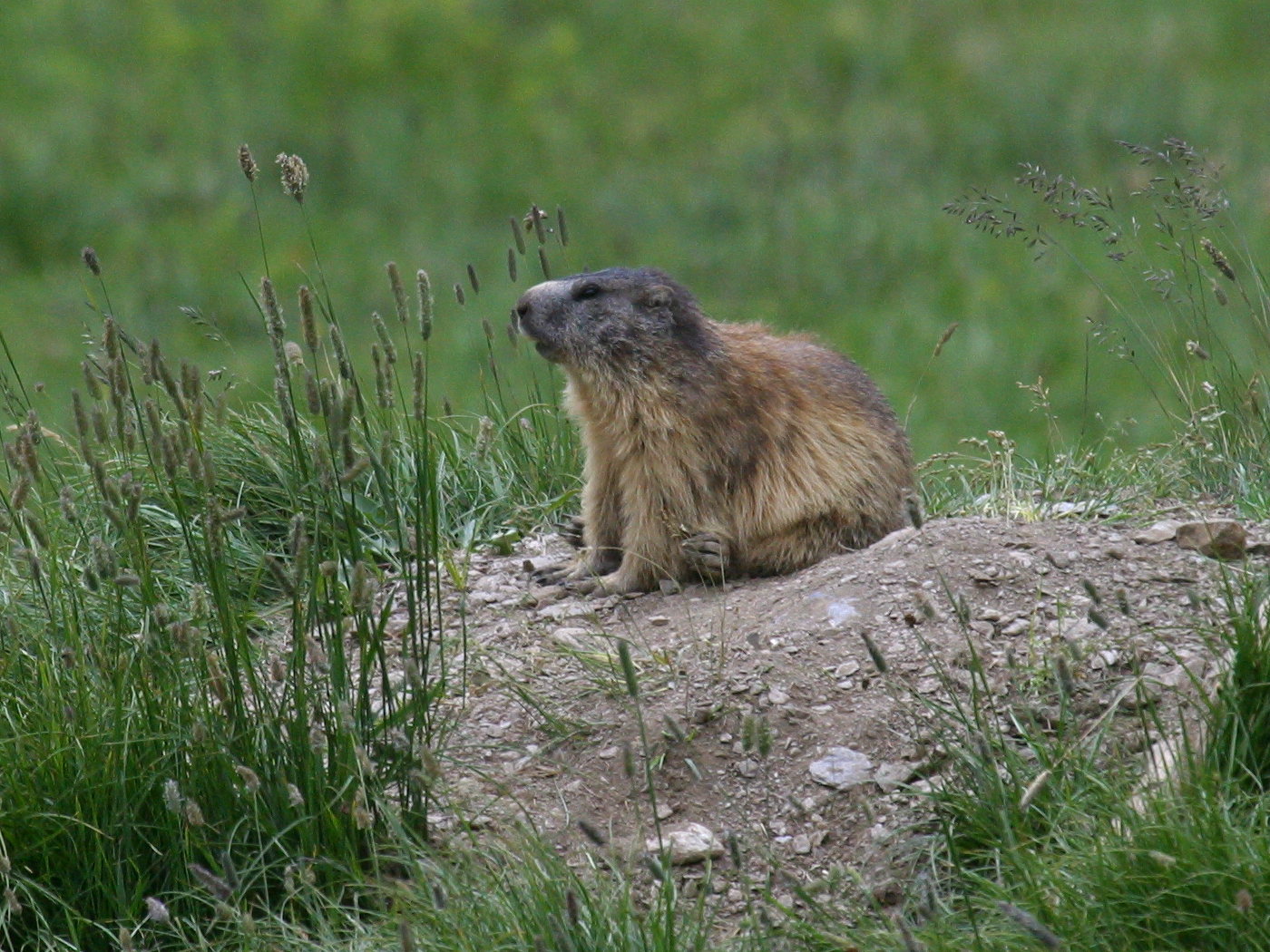 marmota_marmota5bd