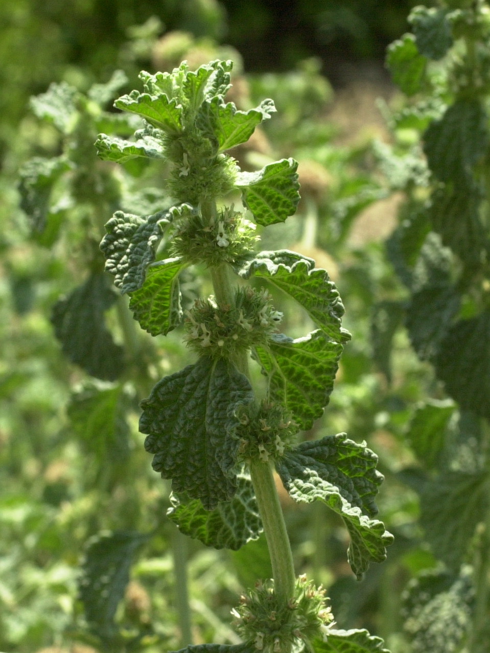 marrubium_vulgare2md