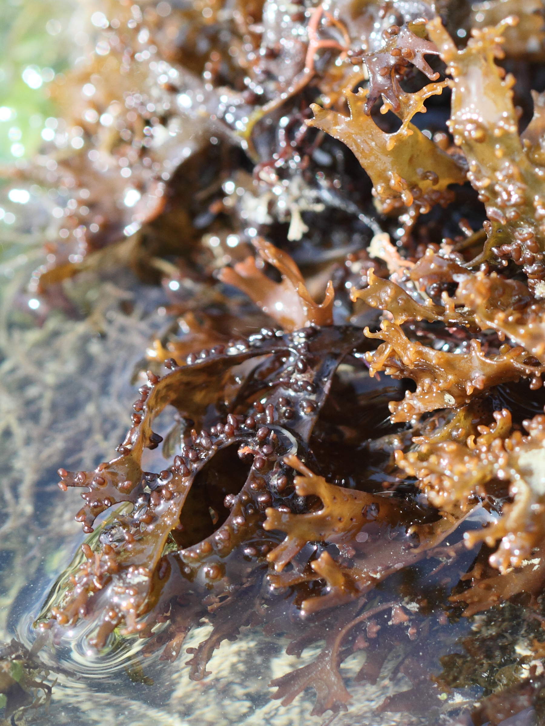 mastocarpus_stellatus4md