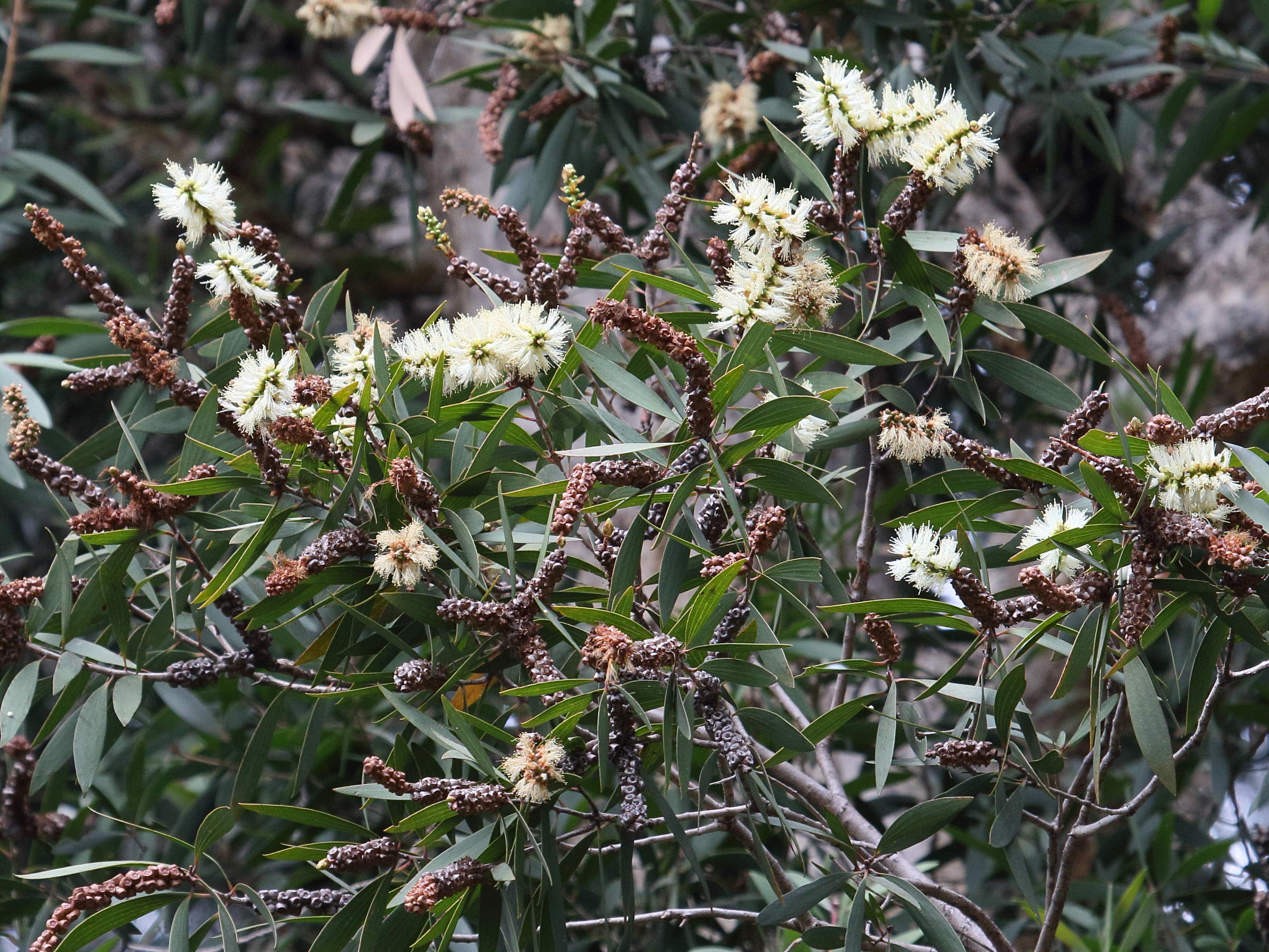 melaleuca_quinquenervia6bd