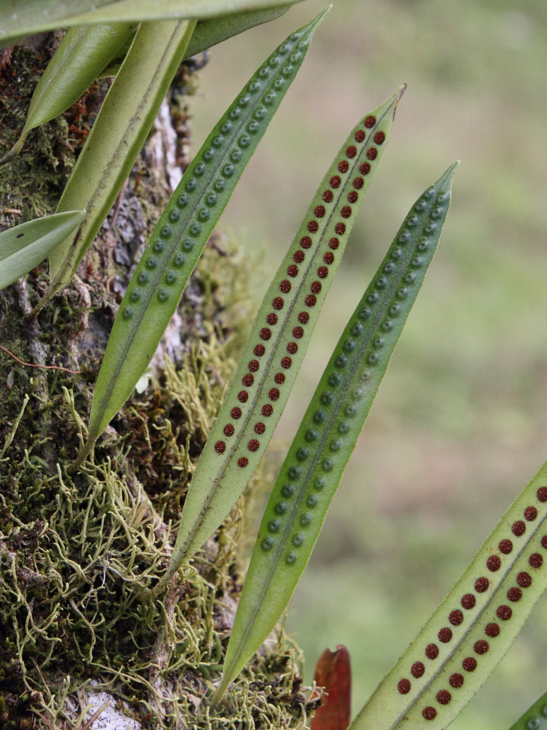 microgramma_percussa2md