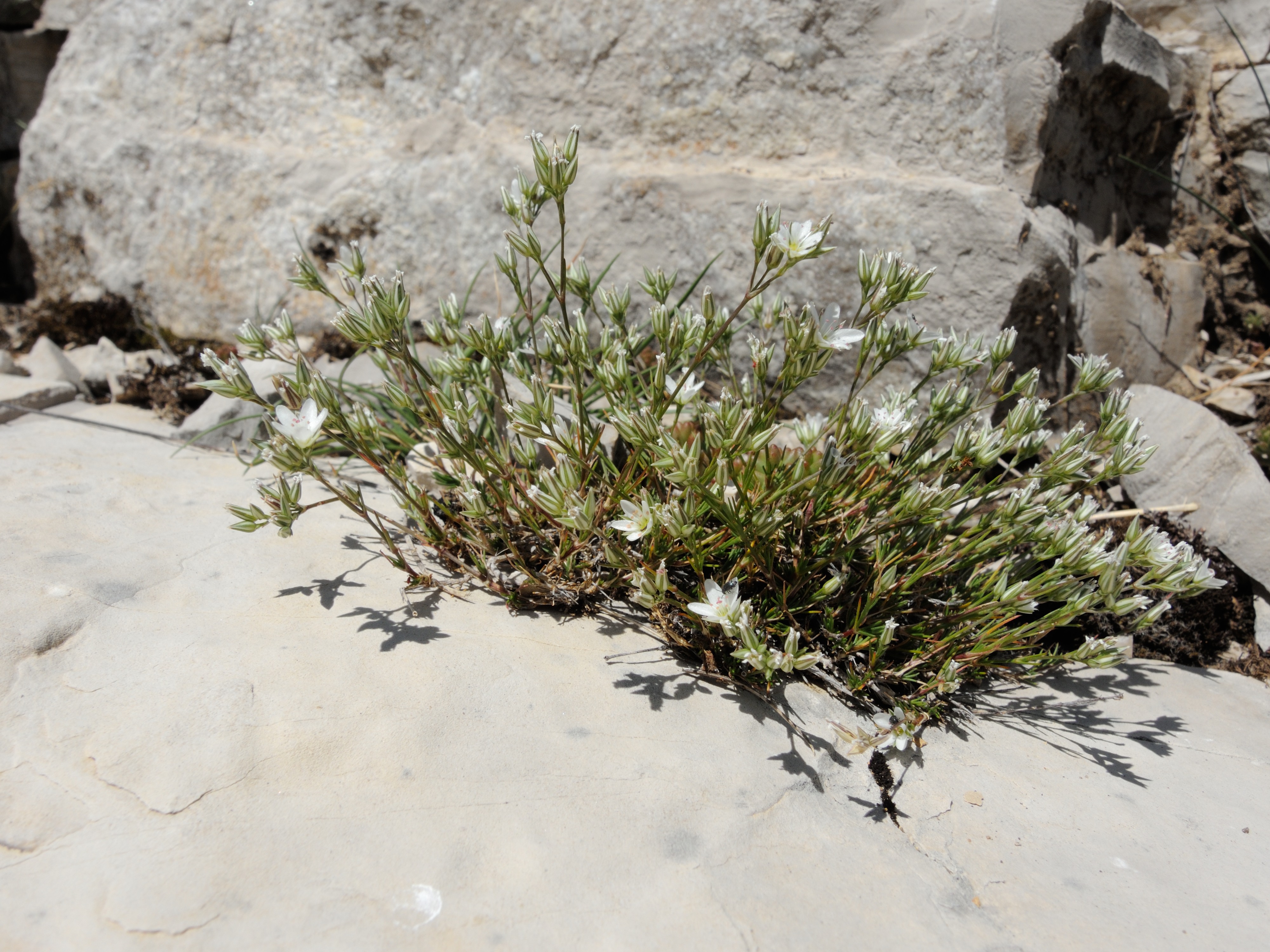 Afficher le média minuartia_rostrata1md minuartia_rostrata1md