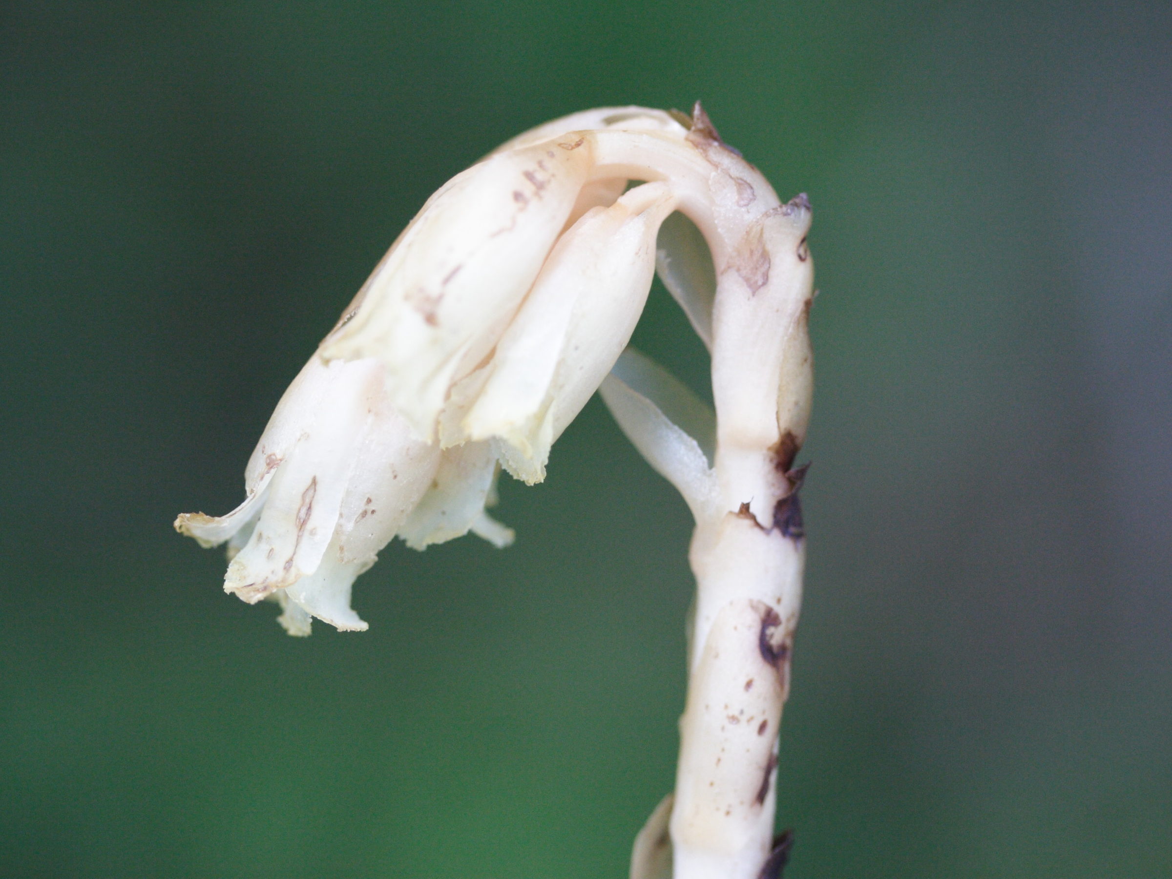 monotropa_hypopitys3md