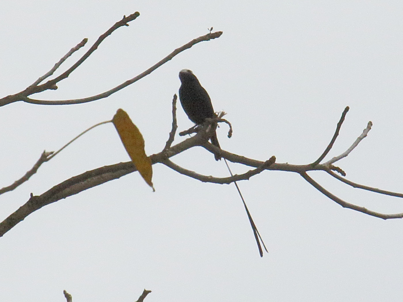 moucherolle_a_longs_brins_-_colonia_colonus1bd