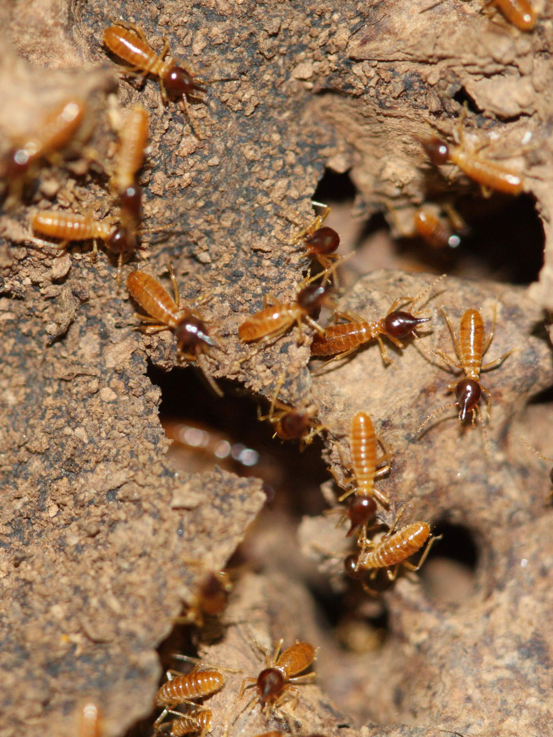 nasutitermes_corniger6md