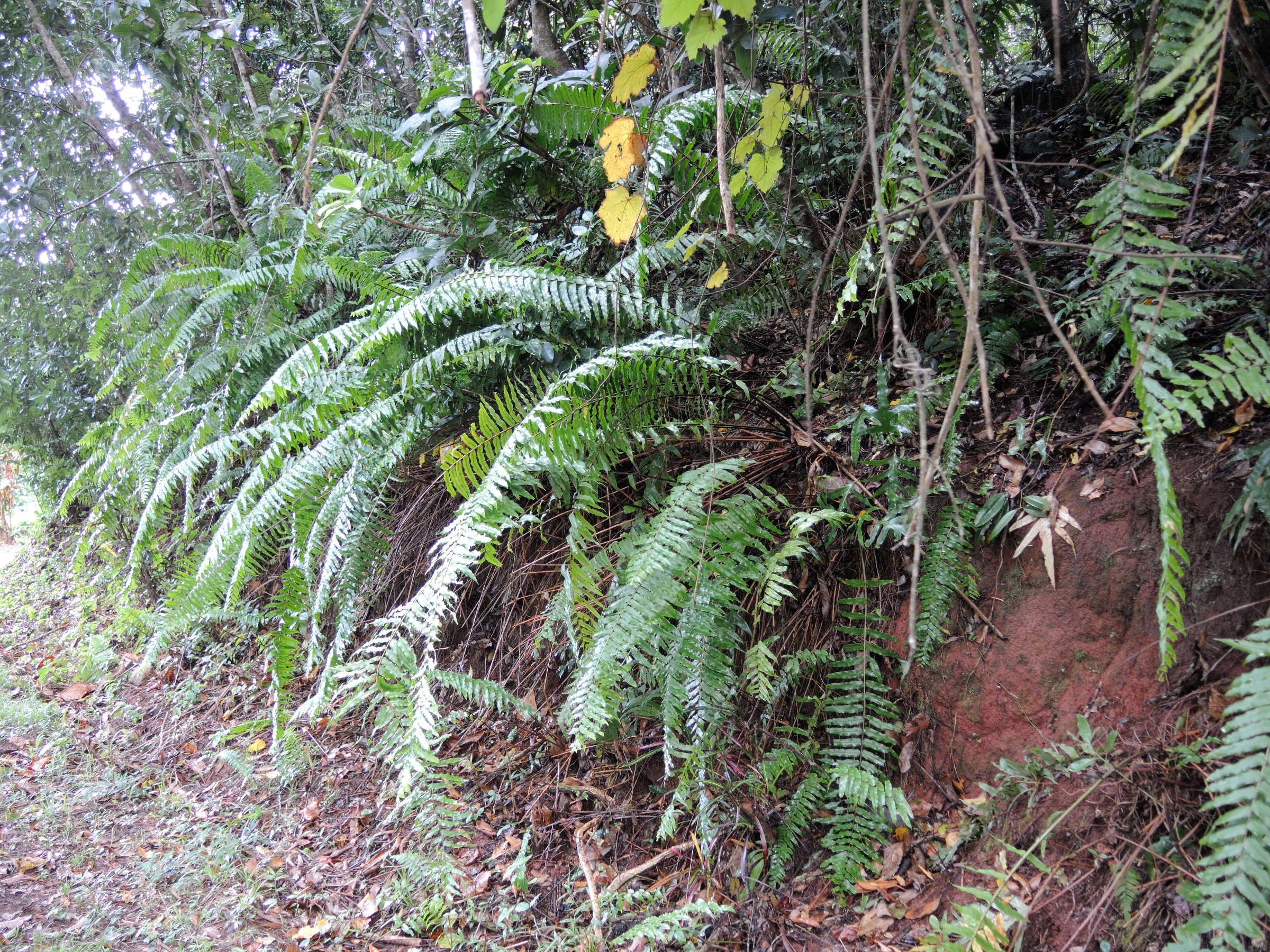 nephrolepis_biserrata1md