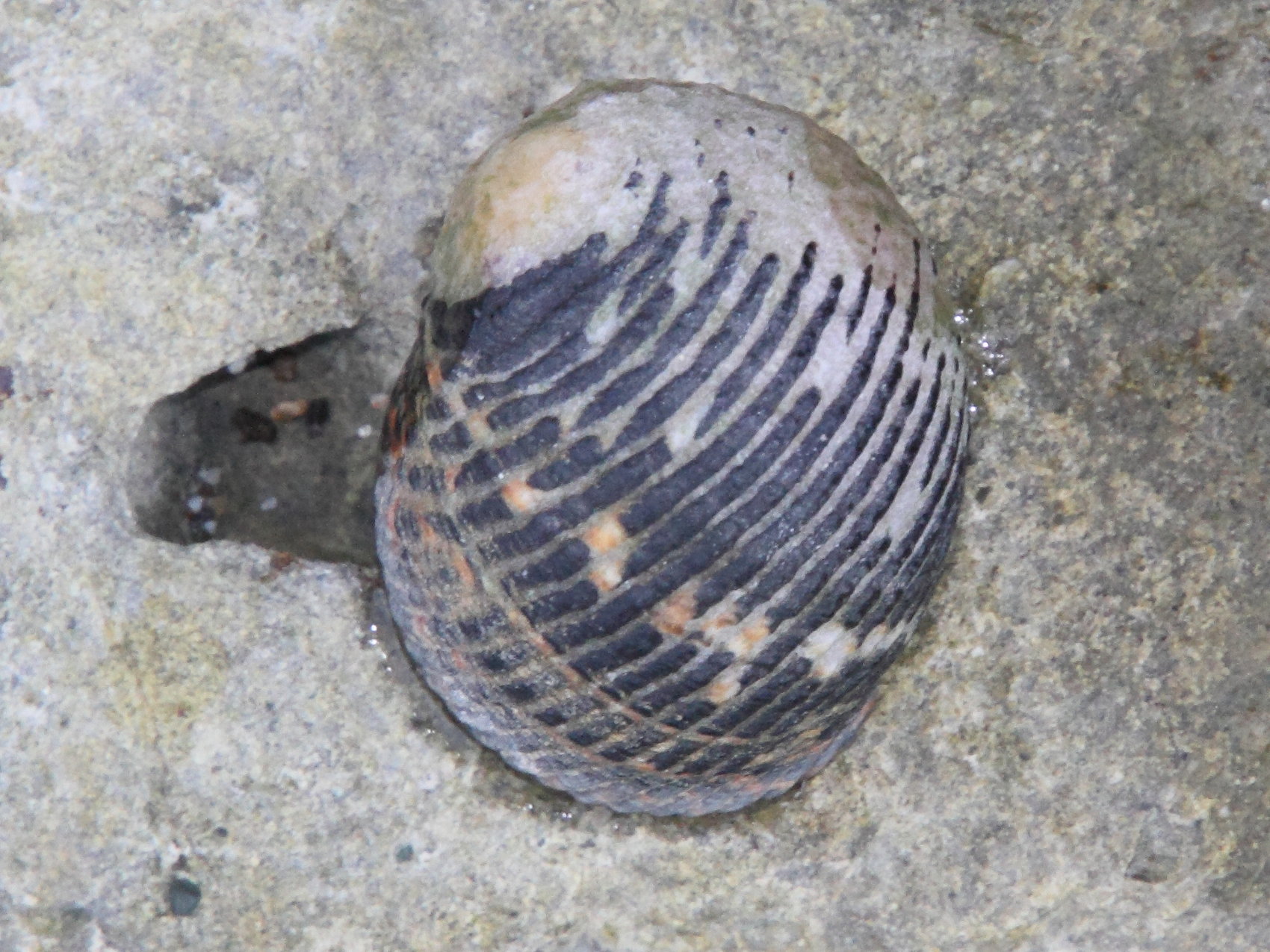 nerita_scabricosta1md