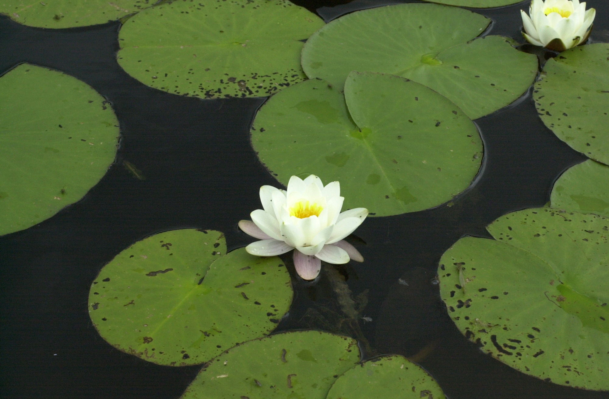 Afficher le média nymphaea_alba2bd nymphaea_alba2bd