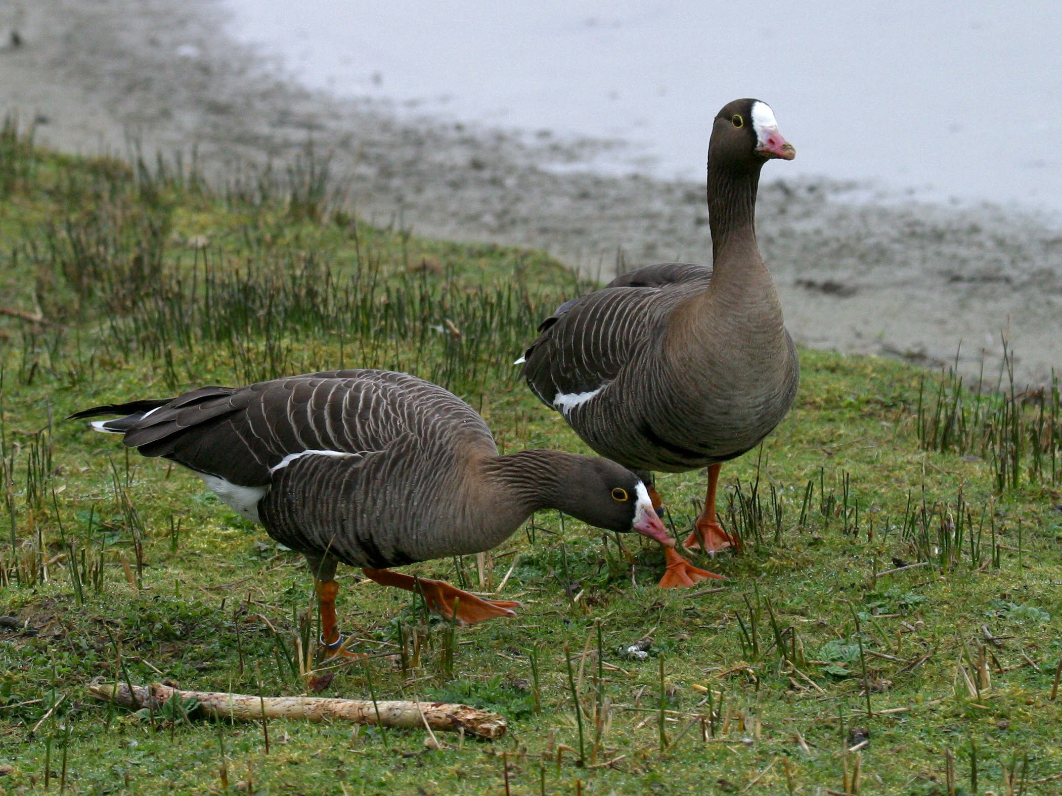 oie_naine_-_anser_erythropus1bd