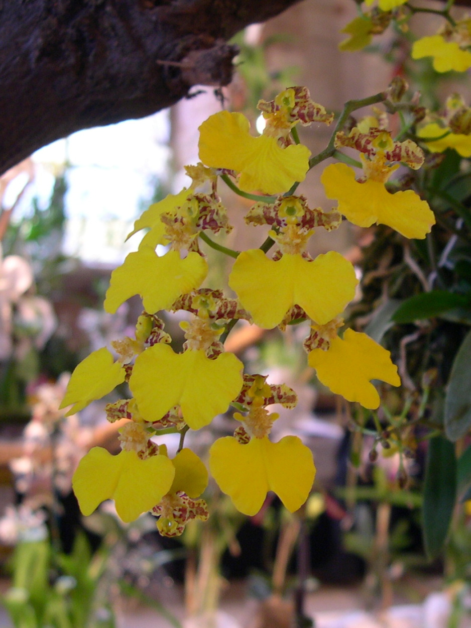 oncidium_bifolium2fca