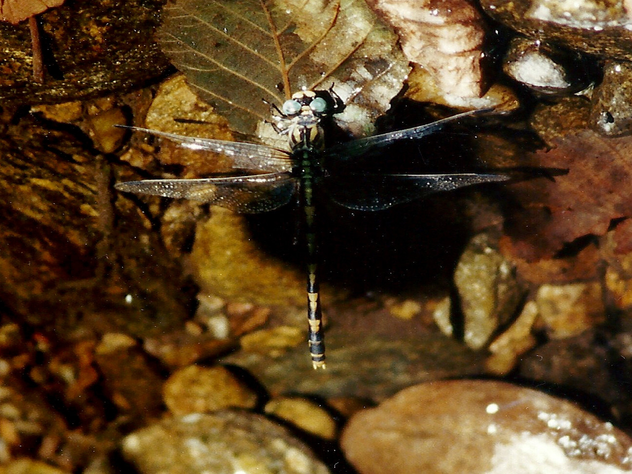 onychogomphus_uncatus1md