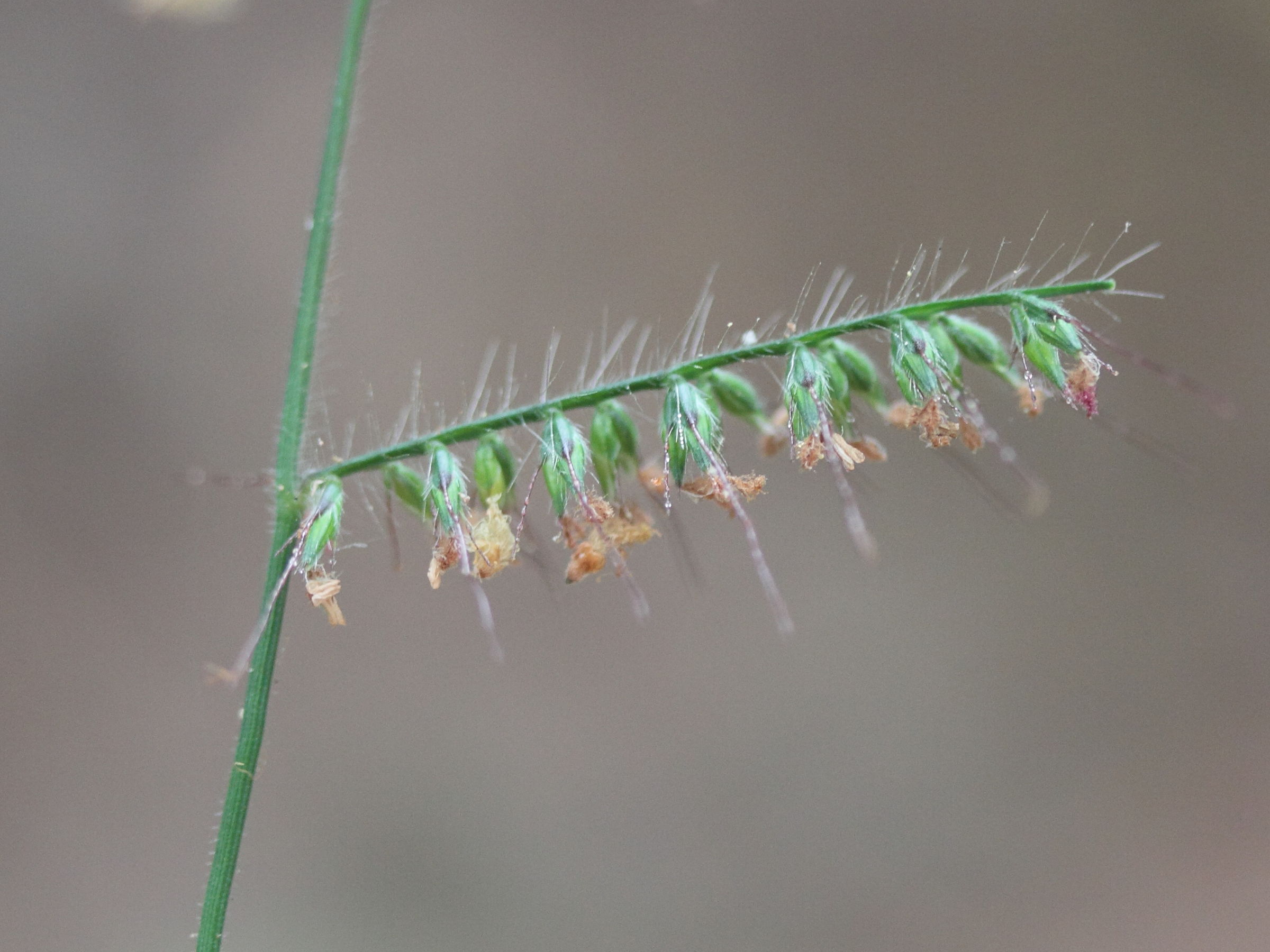 Afficher le média oplismenus_hirtellus4md oplismenus_hirtellus4md