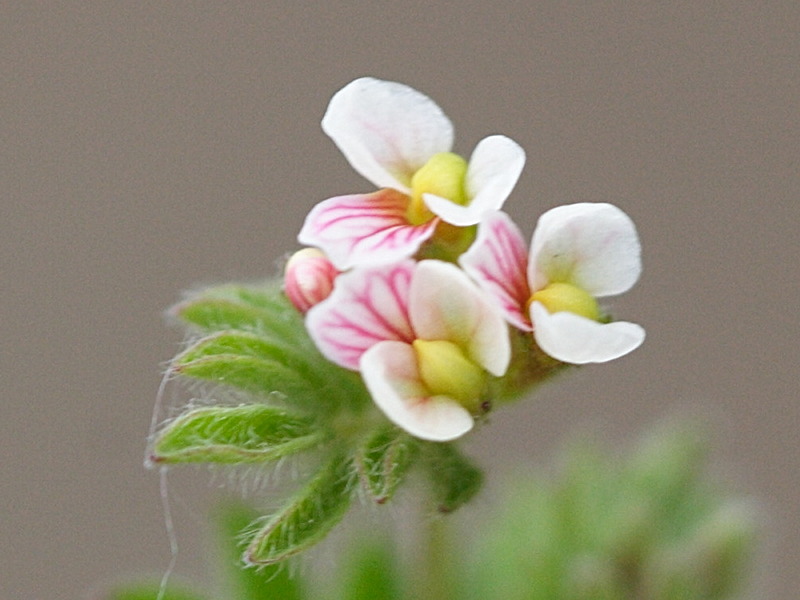 Ornithopus_perpusillus