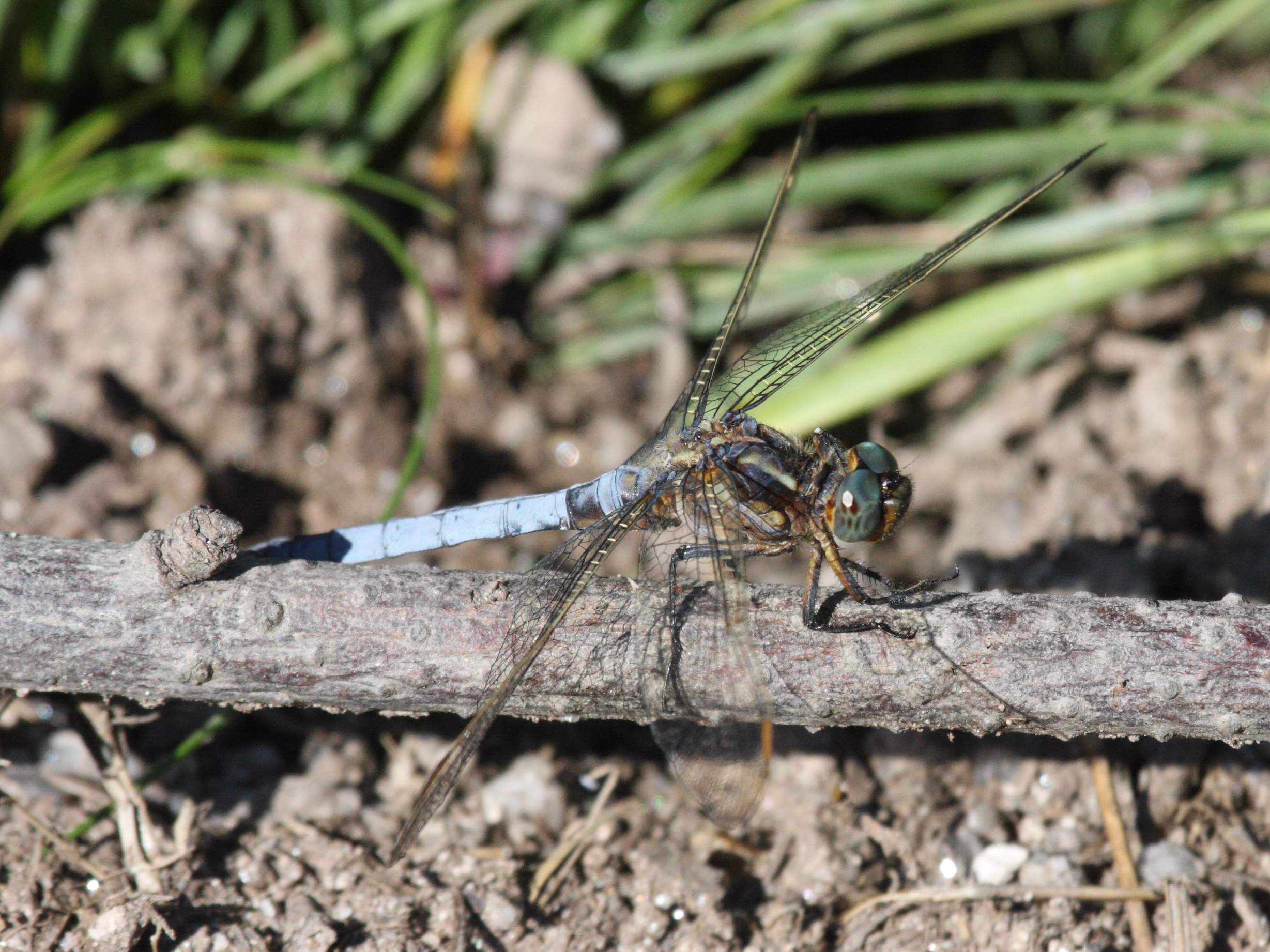 orthetrum_coerulescens1bd