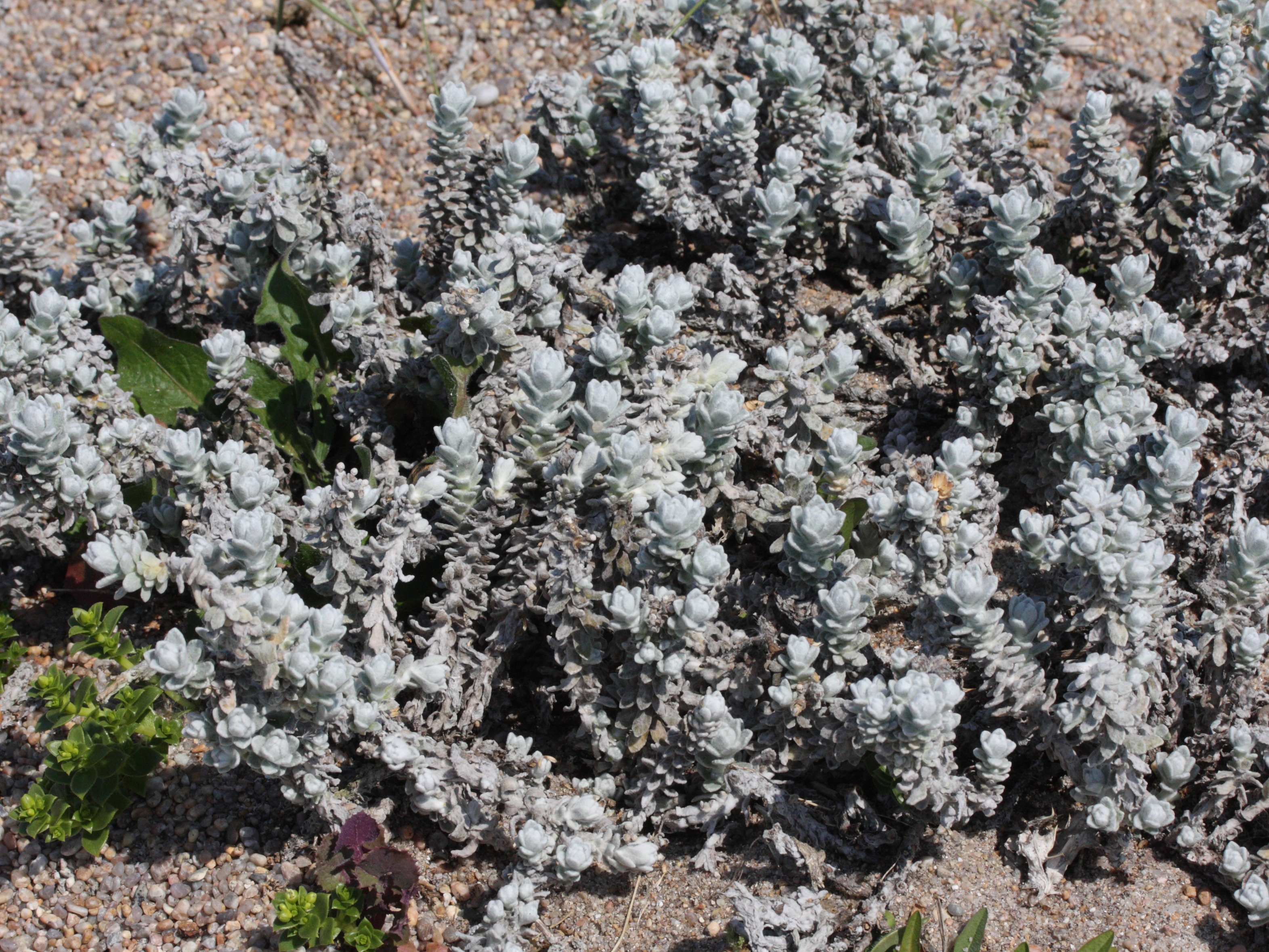 Afficher le média otanthus_maritimus5md otanthus_maritimus5md