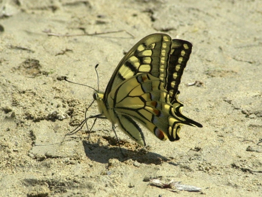 papilio_machaon3md