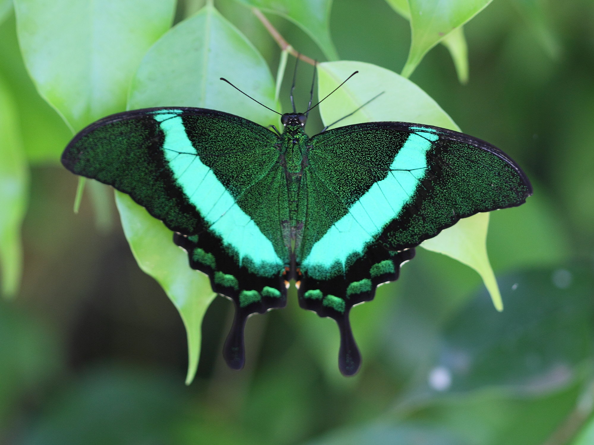 papilio_palinurus4bd
