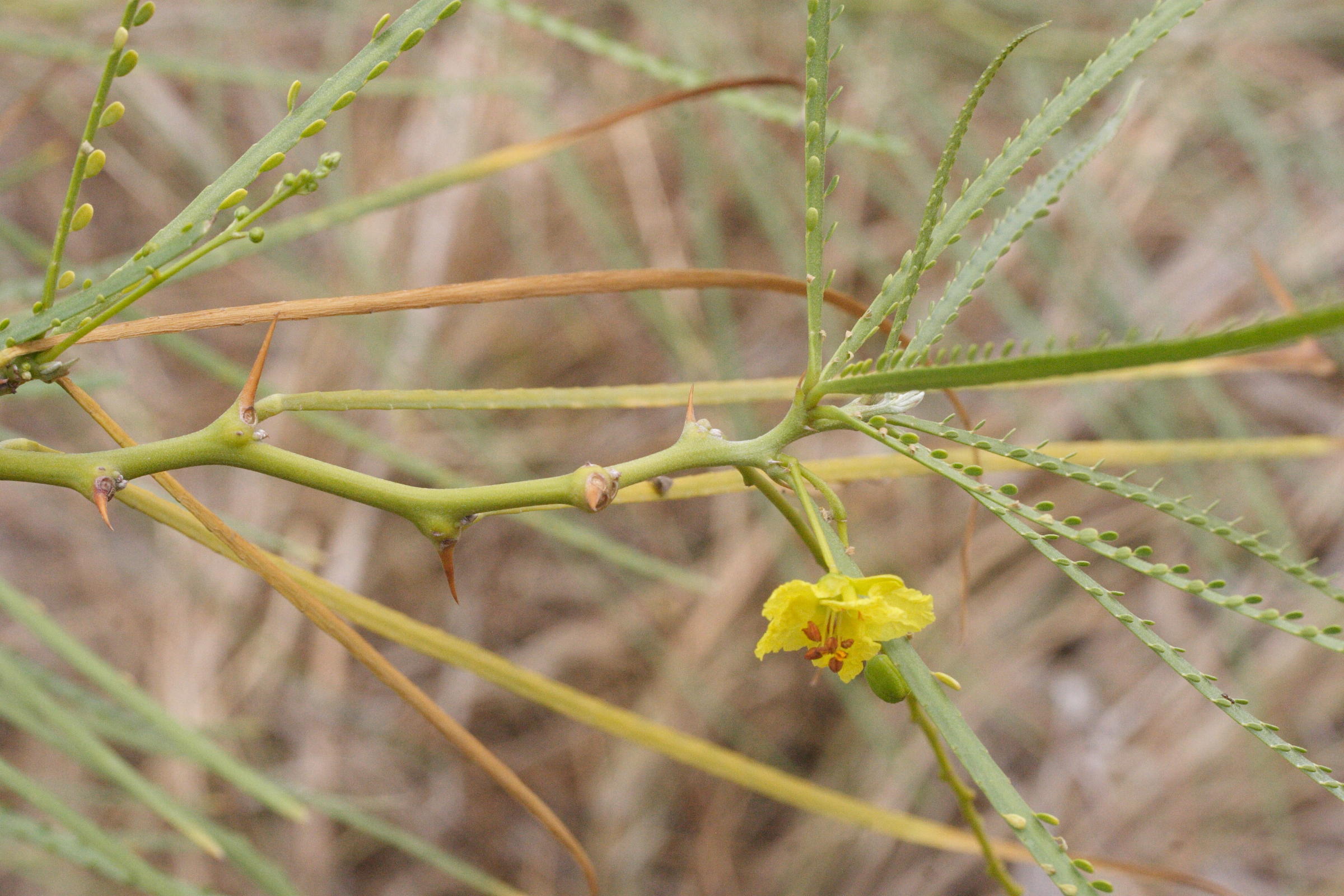 parkinsonia_aculeata3md