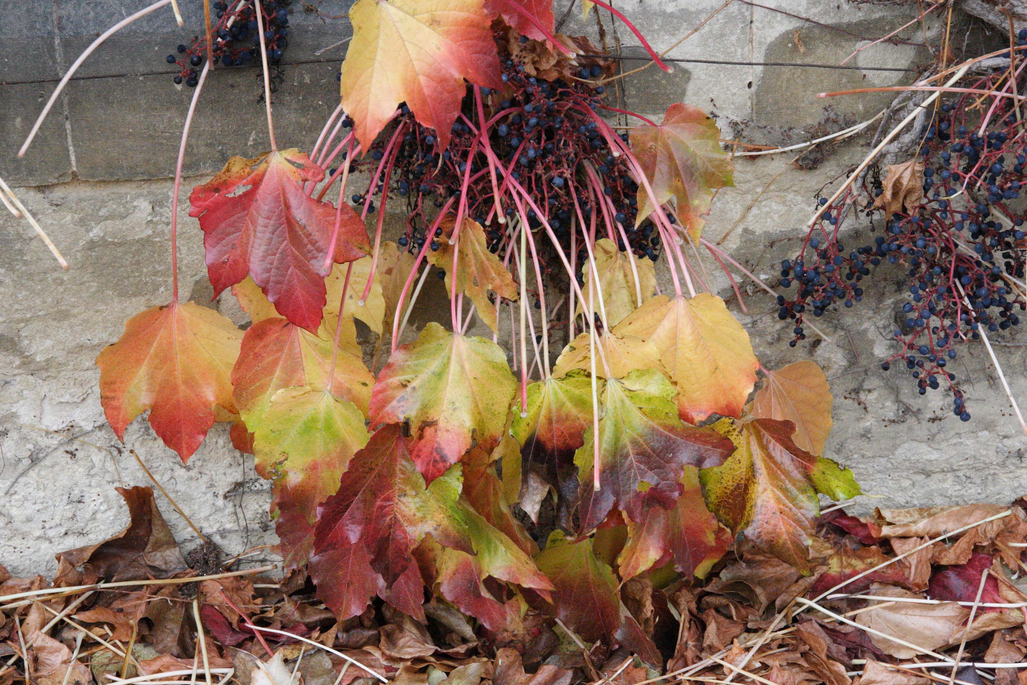 parthenocissus_tricuspidata7md