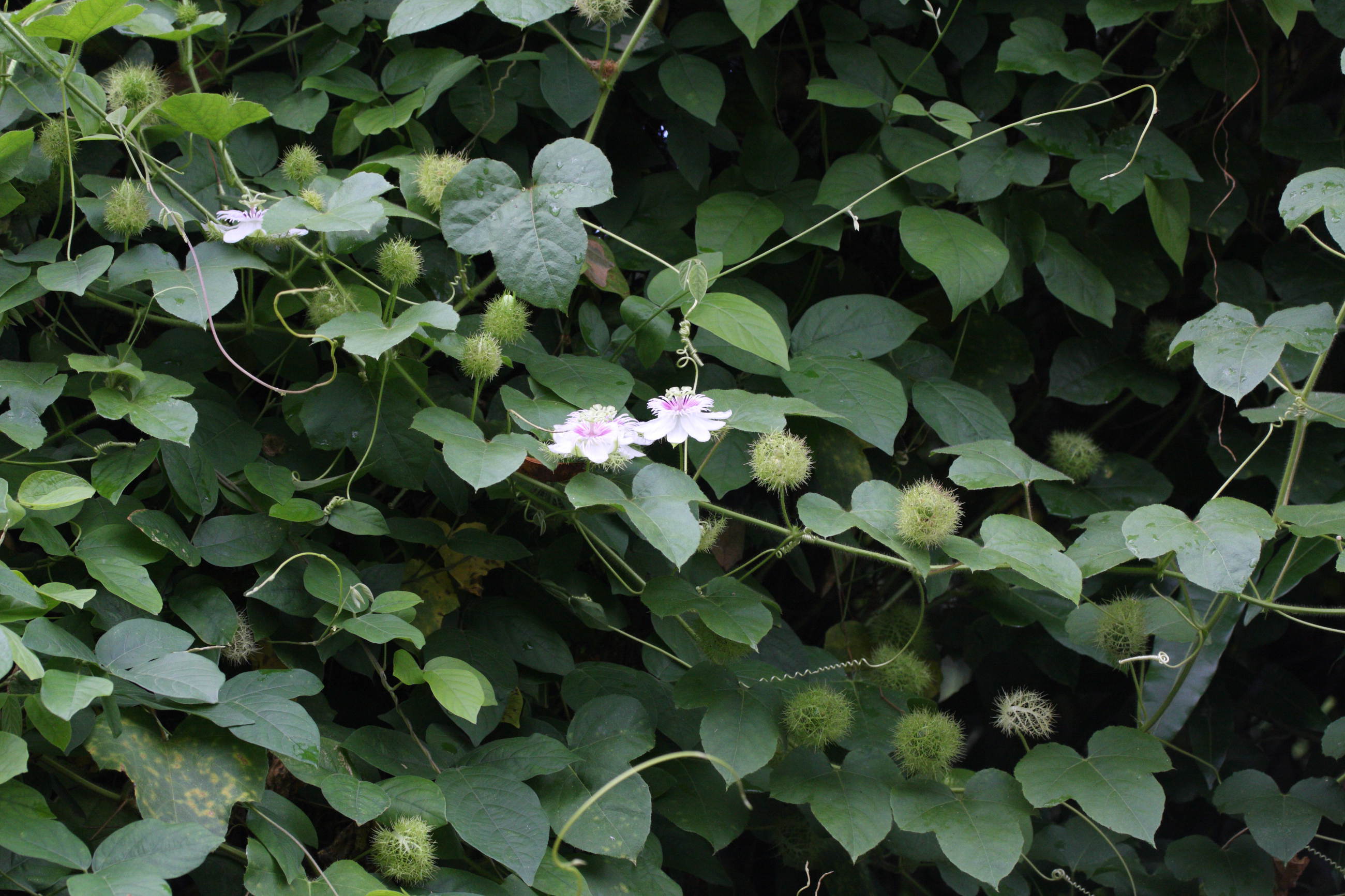passiflora_foetida2md
