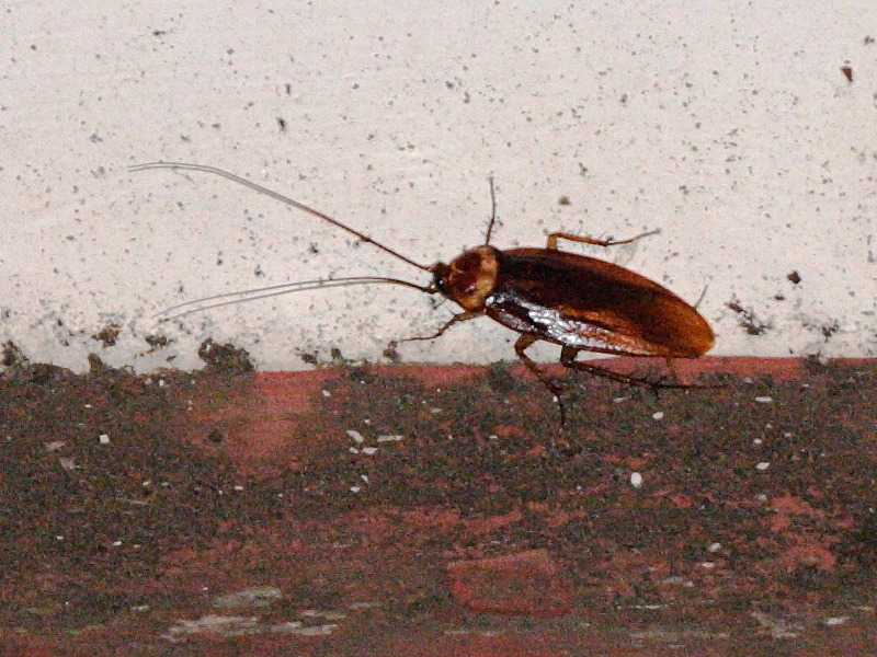 periplaneta_americana1md