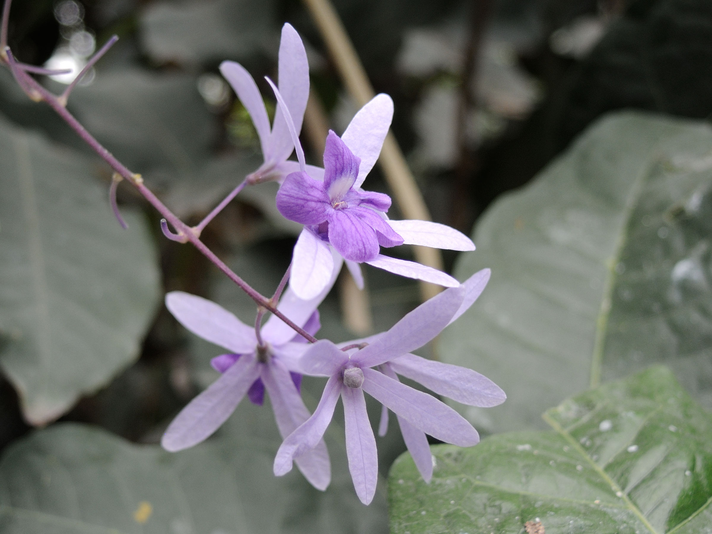 petrea_volubilis4md