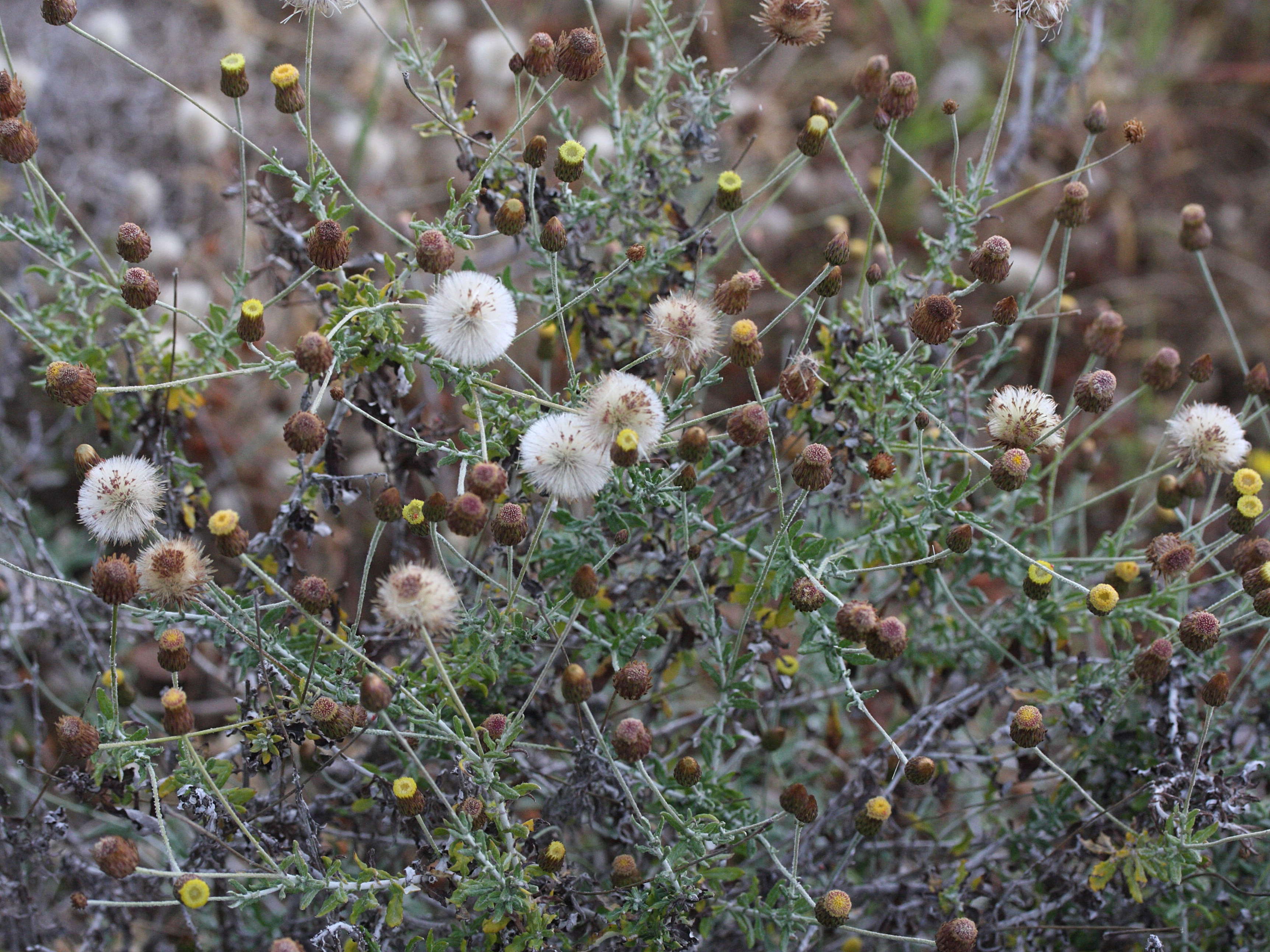 phagnalon_graecum1md