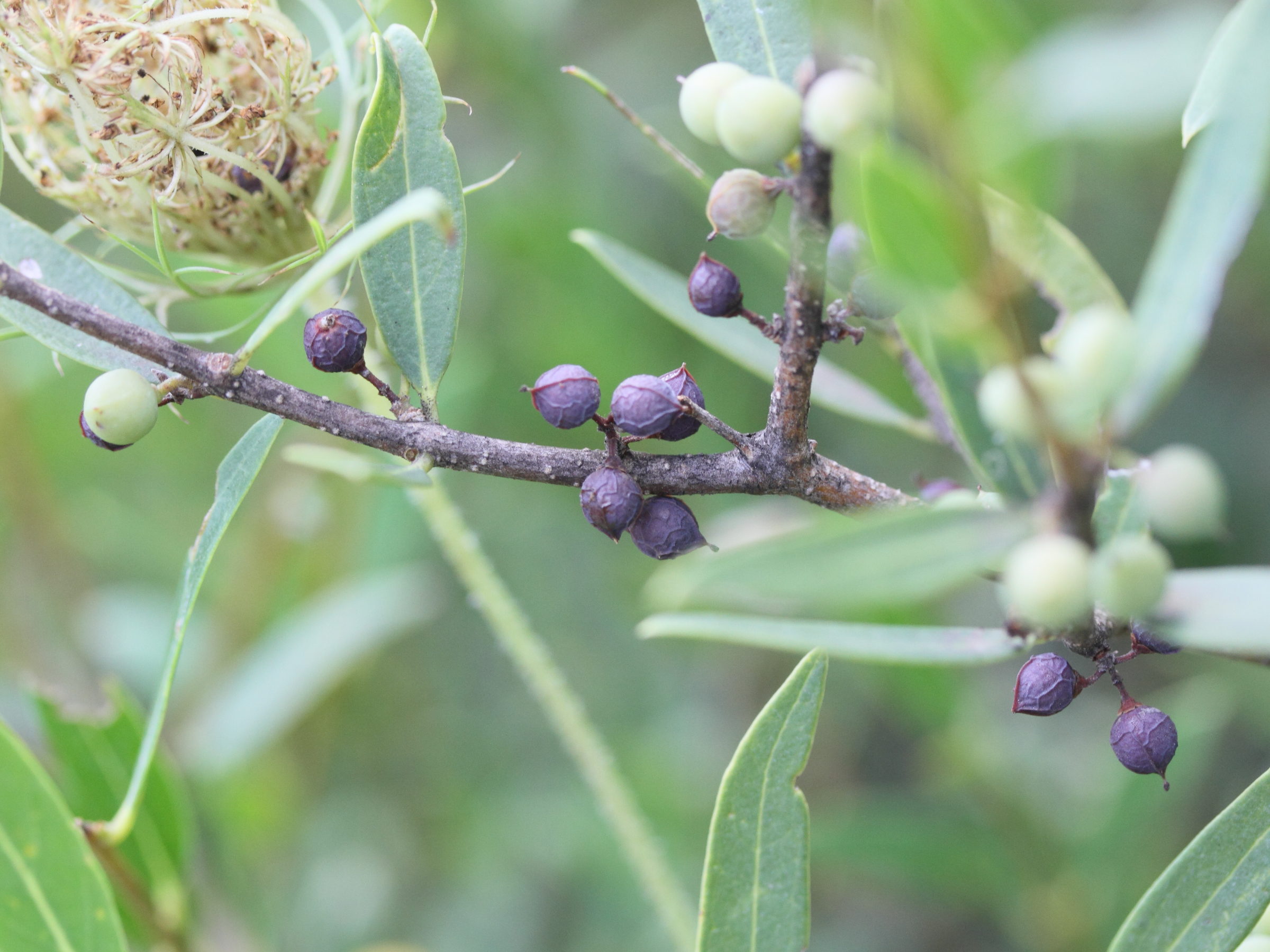 phillyrea_angustifolia5md