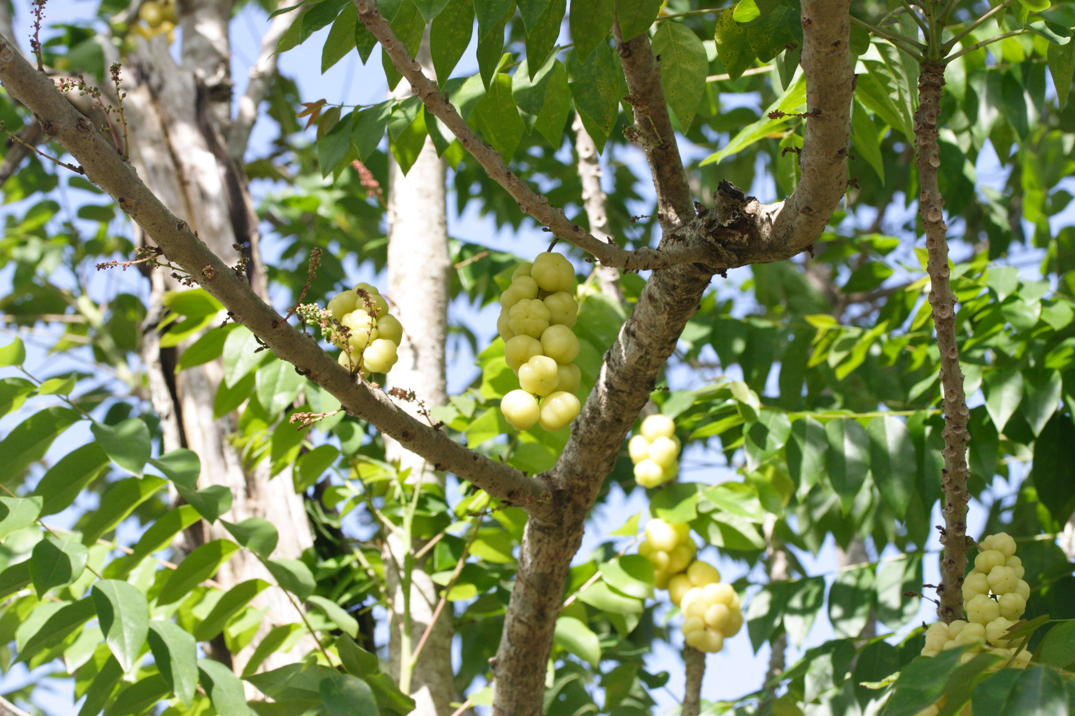 phyllanthus_acidus2md