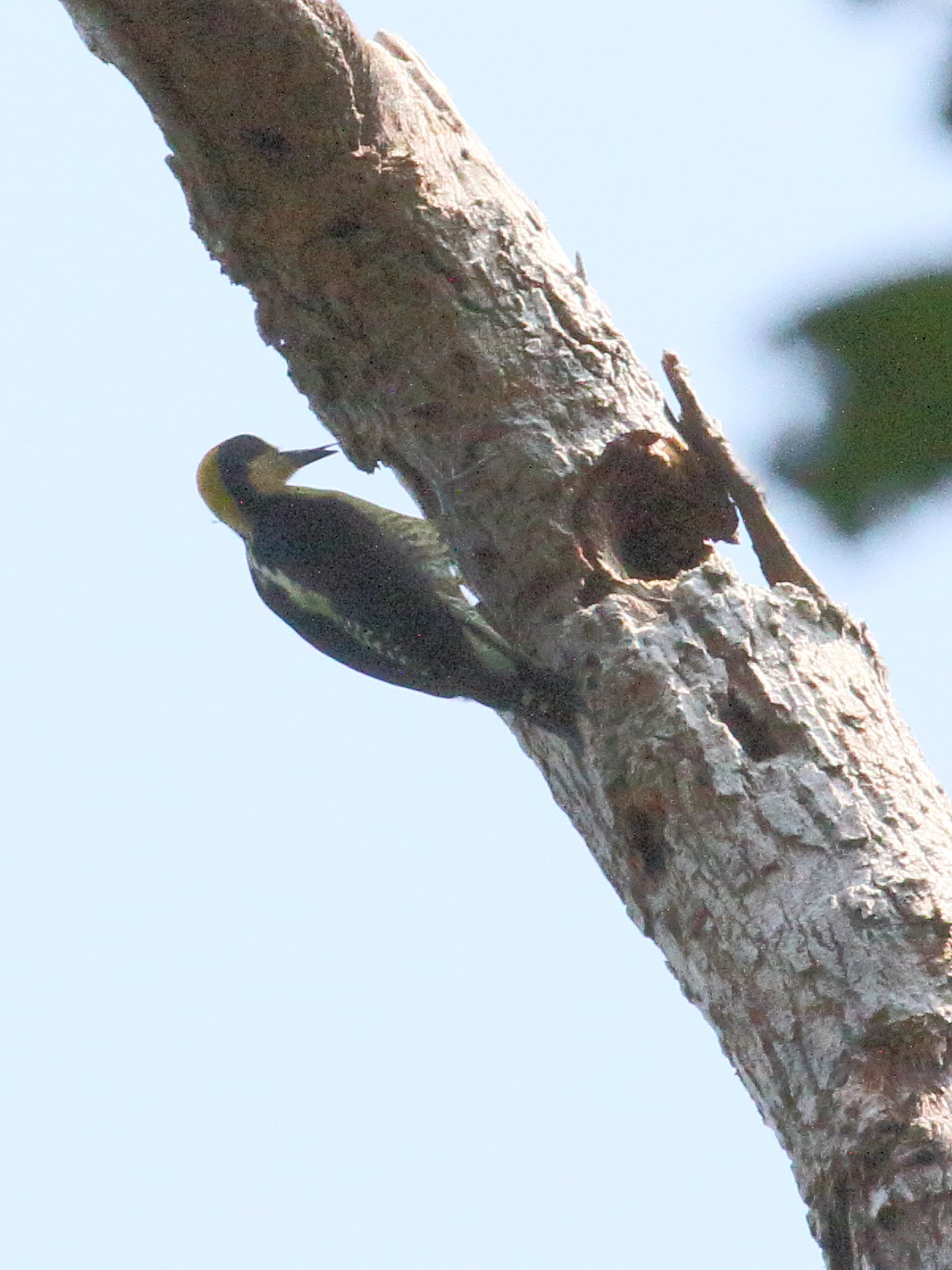 pic_masque_-_melanerpes_chrysauchen1bd