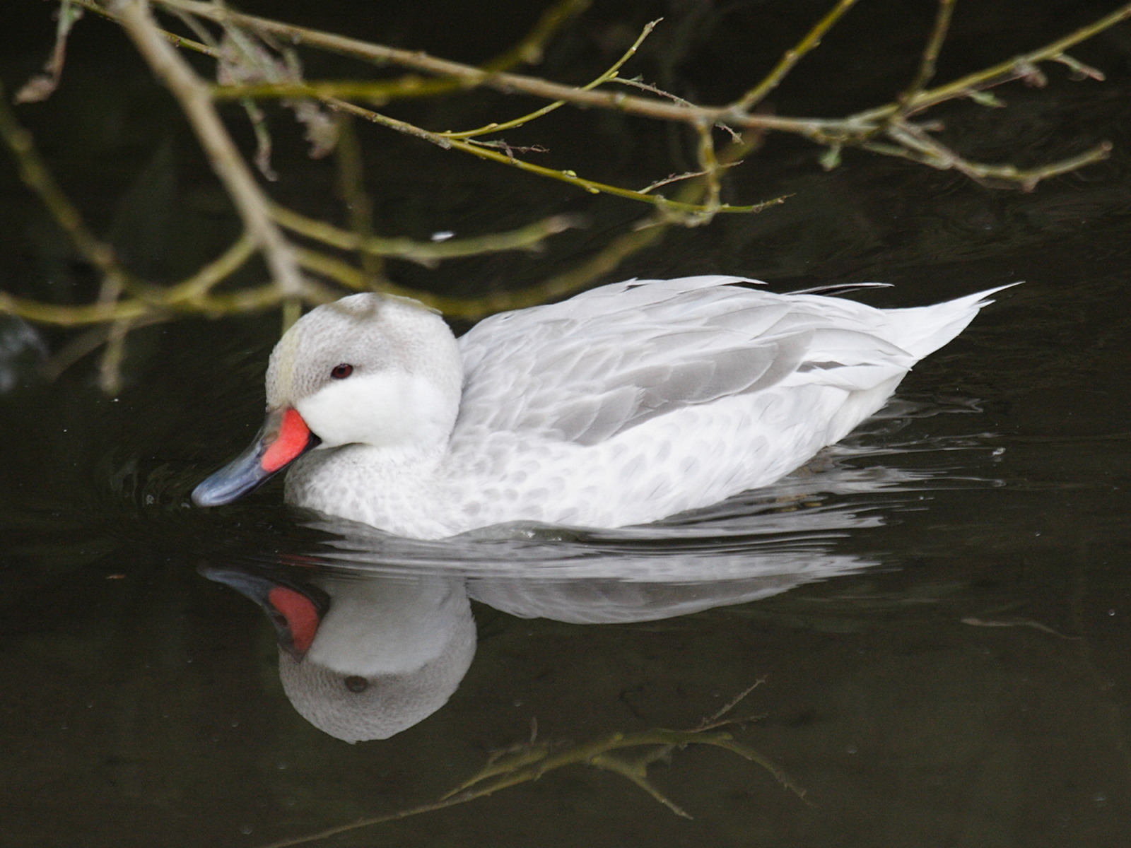 pilet_des_bahamas_-_anas_bahamensis2bd