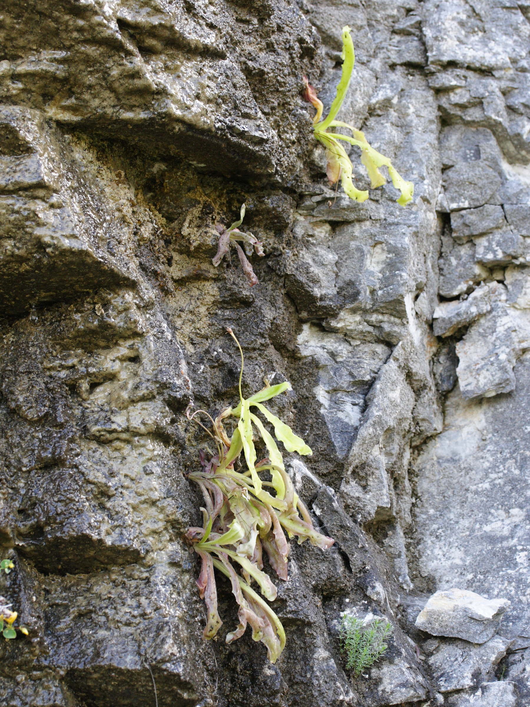 pinguicula_longifolia1md