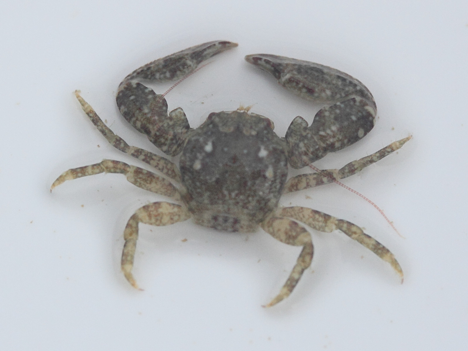 pisidia_longicornis4md