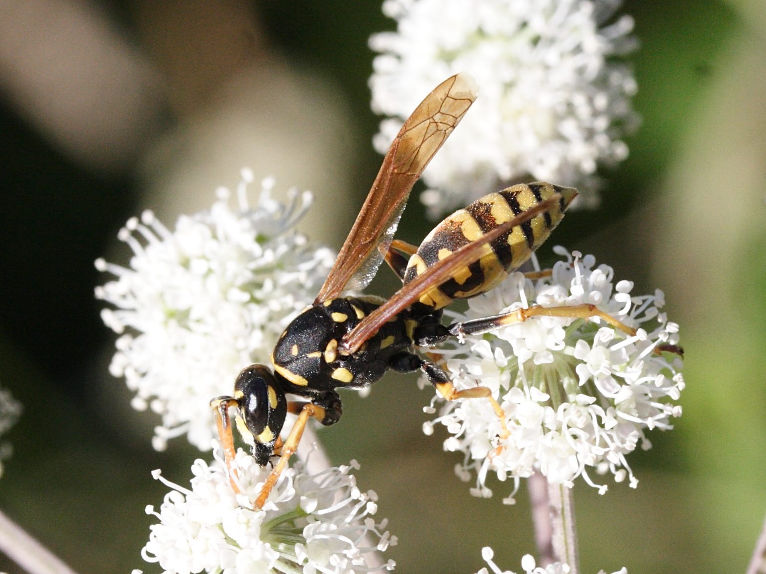 polistes_dominulus1amd