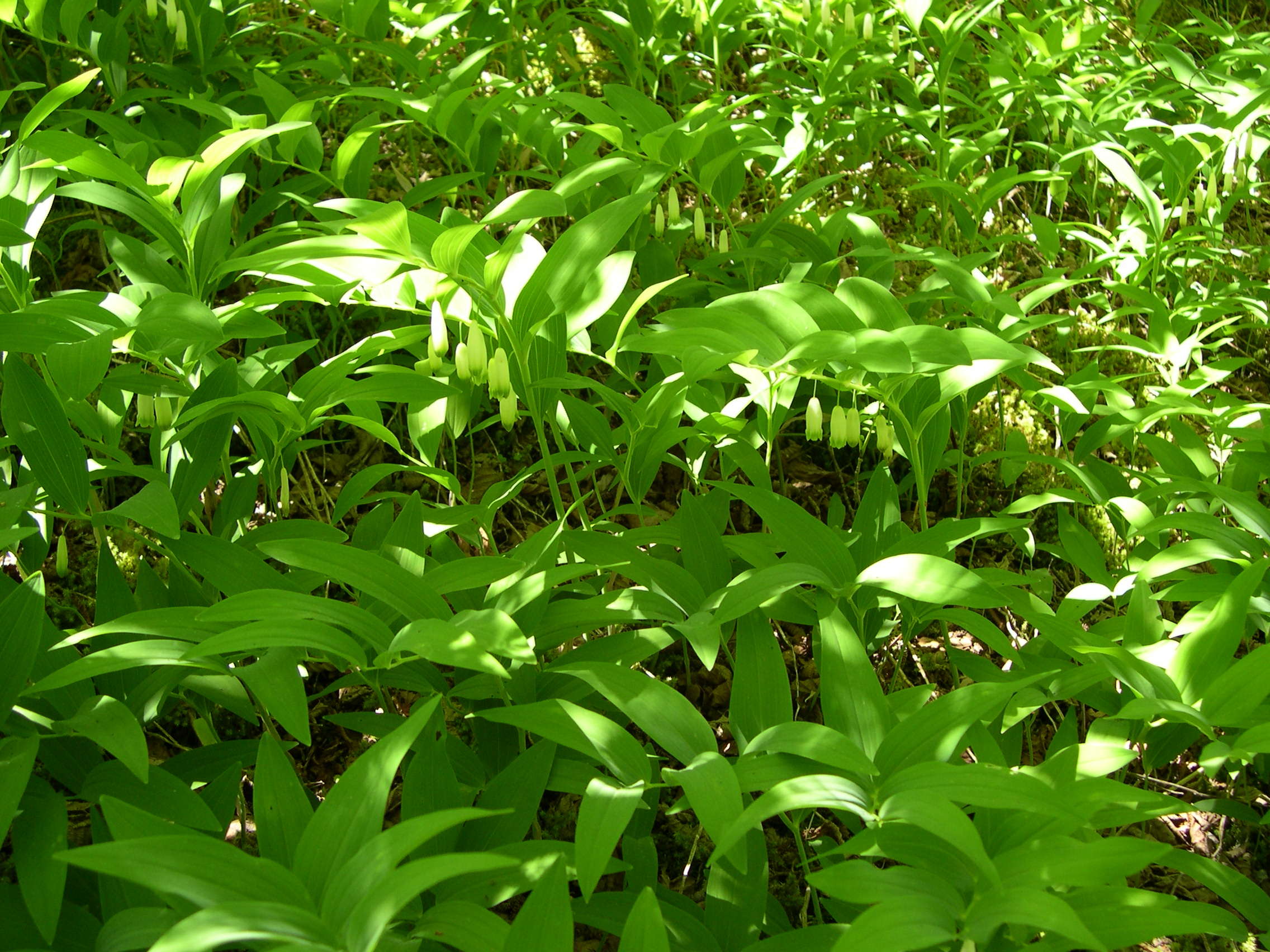 polygonatum_odoratum1md