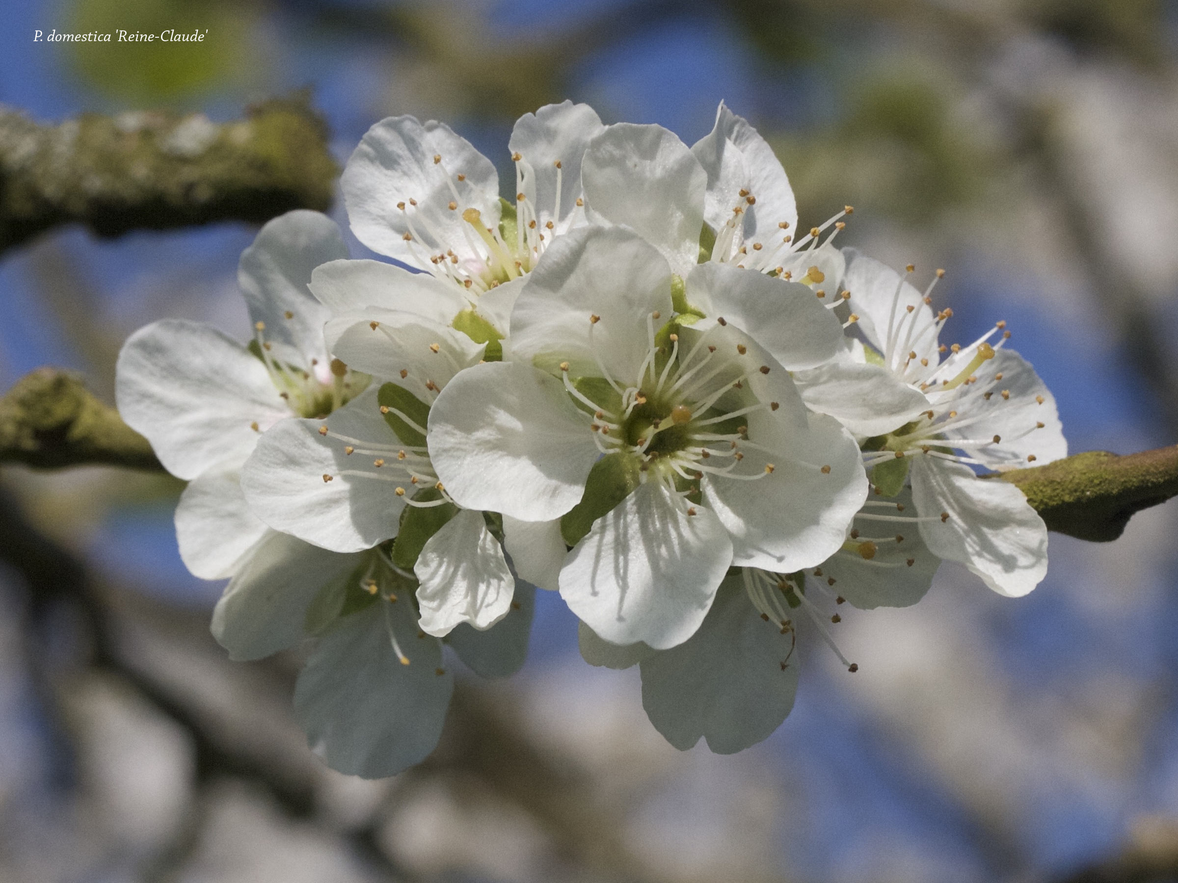 prunus_domestica_reine-claude2md