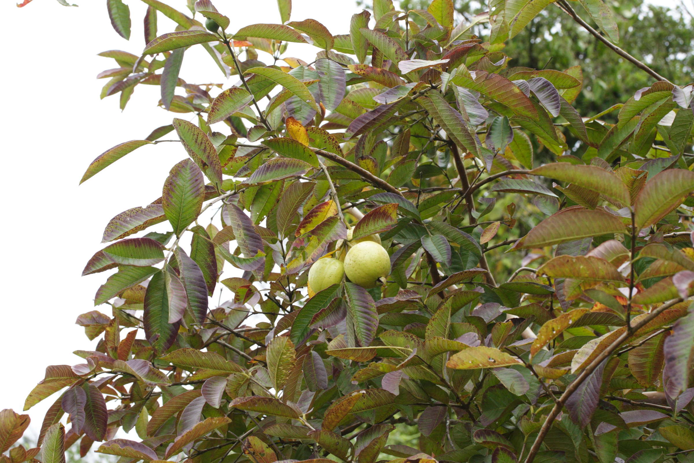 psidium_guajava2md
