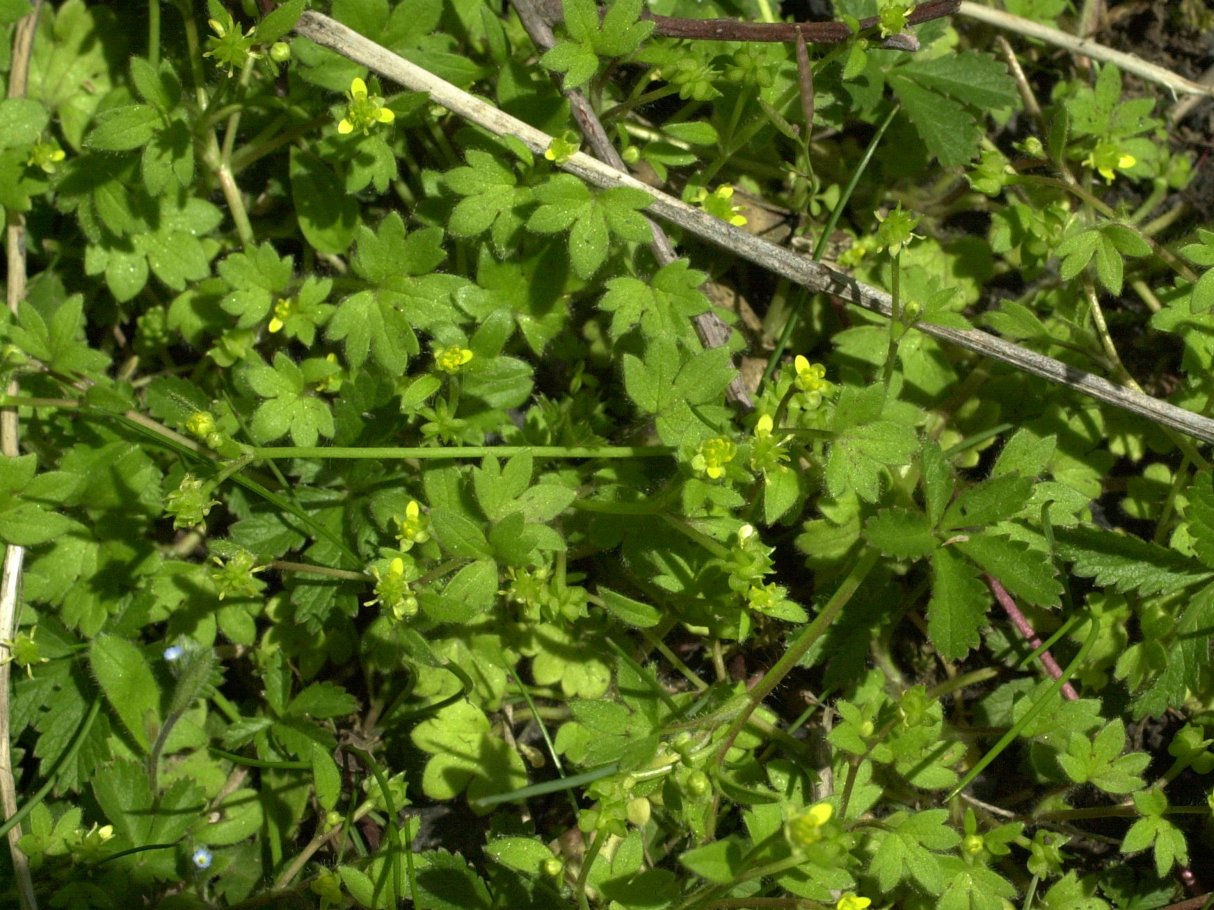 Afficher le média ranunculus_parviflorus2md ranunculus_parviflorus2md