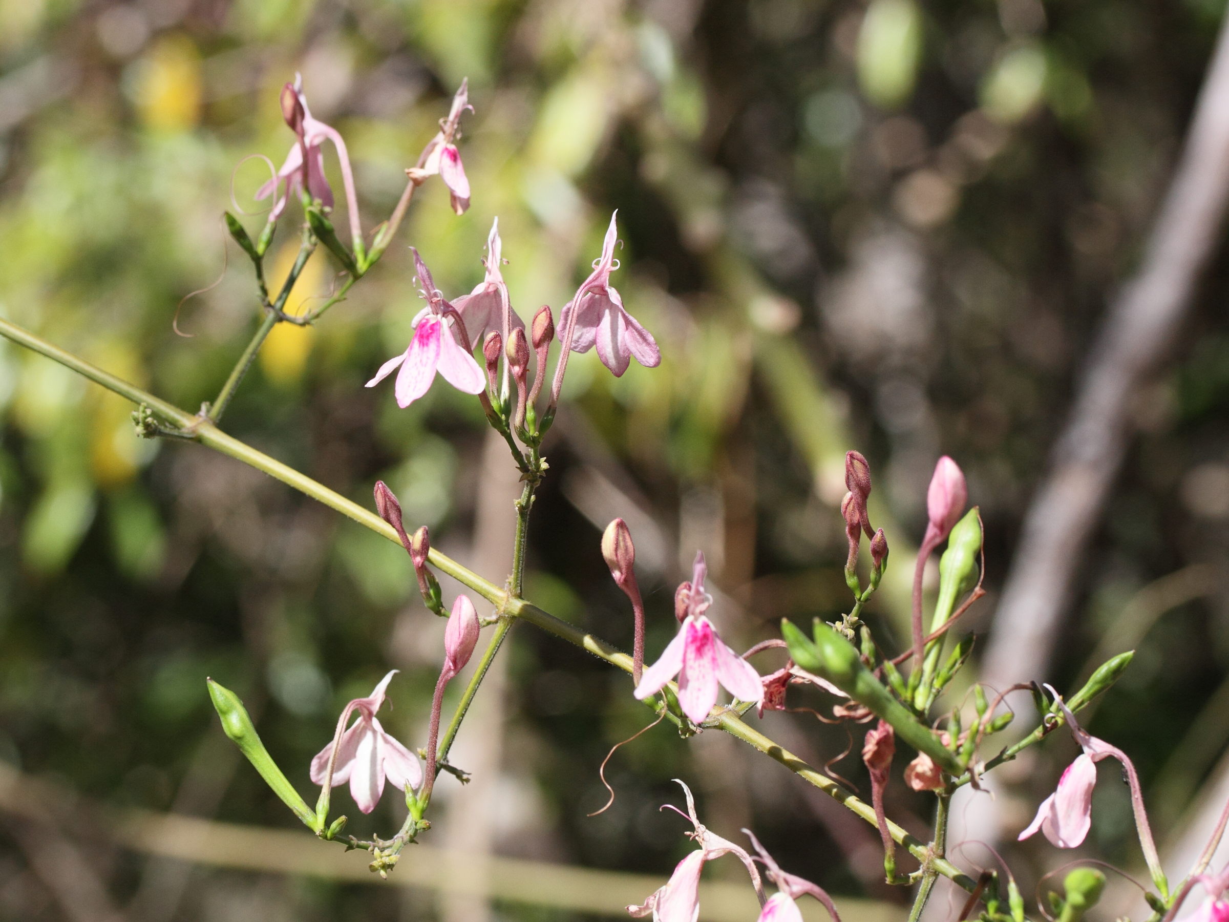 Rhinacanthus_osmospermus