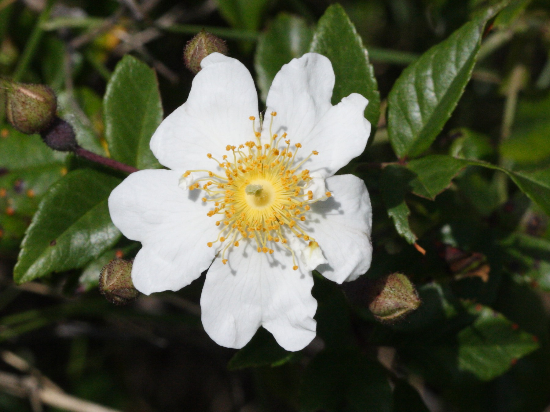 rosa_sempervirens1md