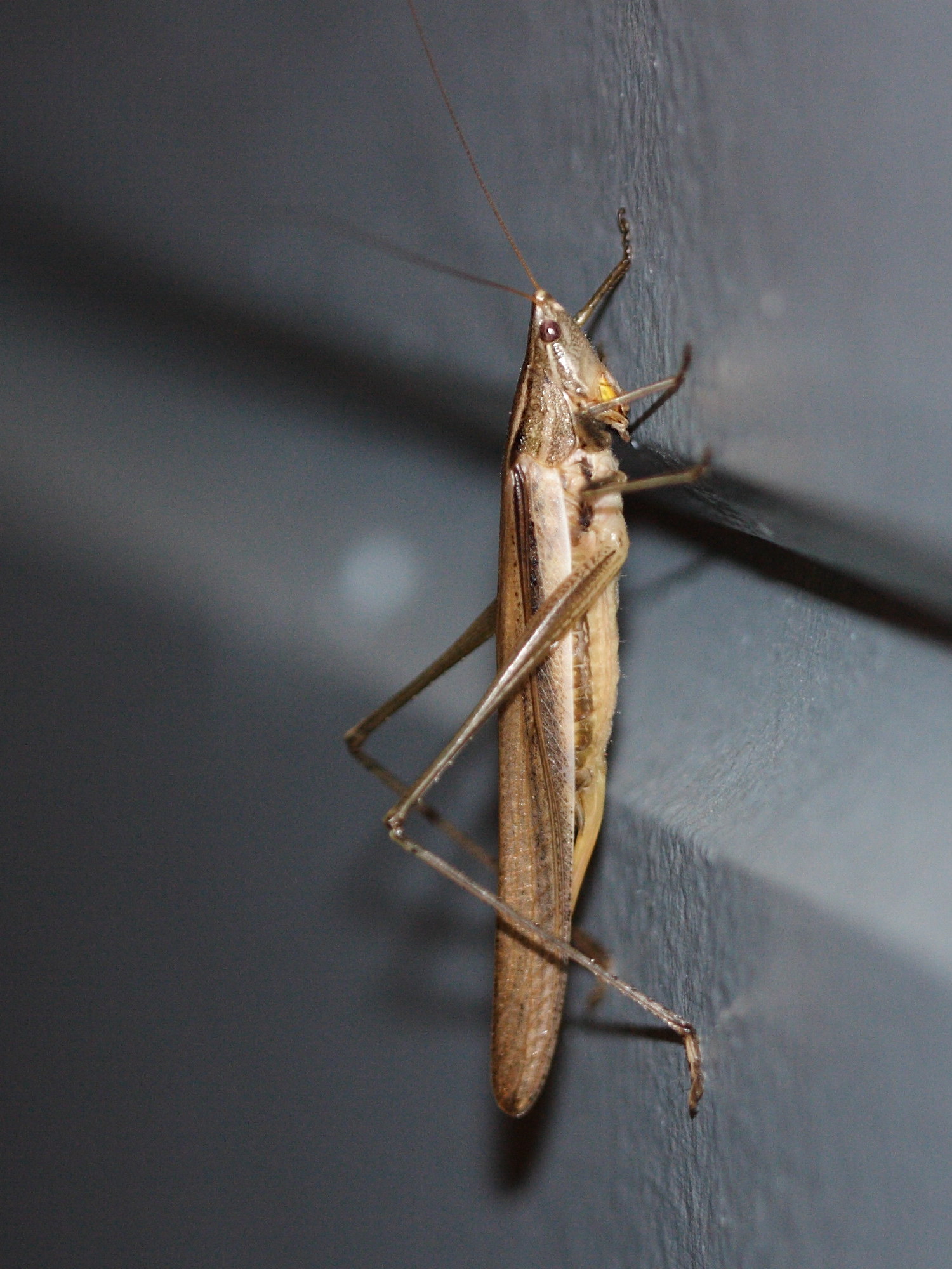 ruspolia_differens2md