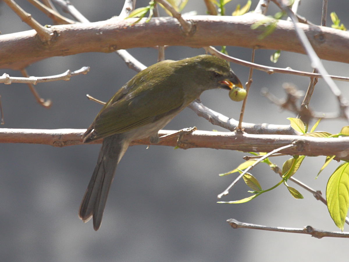 saltator_gros_bec_-_saltator_albicollis2bd