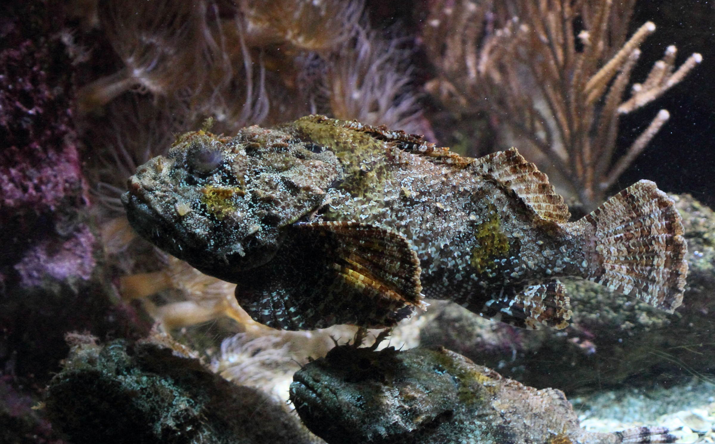 scorpaena_plumieri2bd