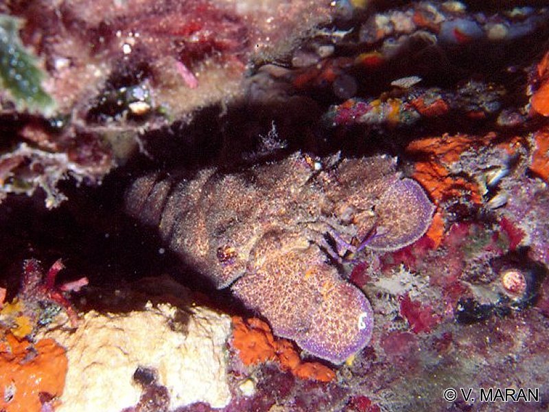 scyllarides_latus1vm