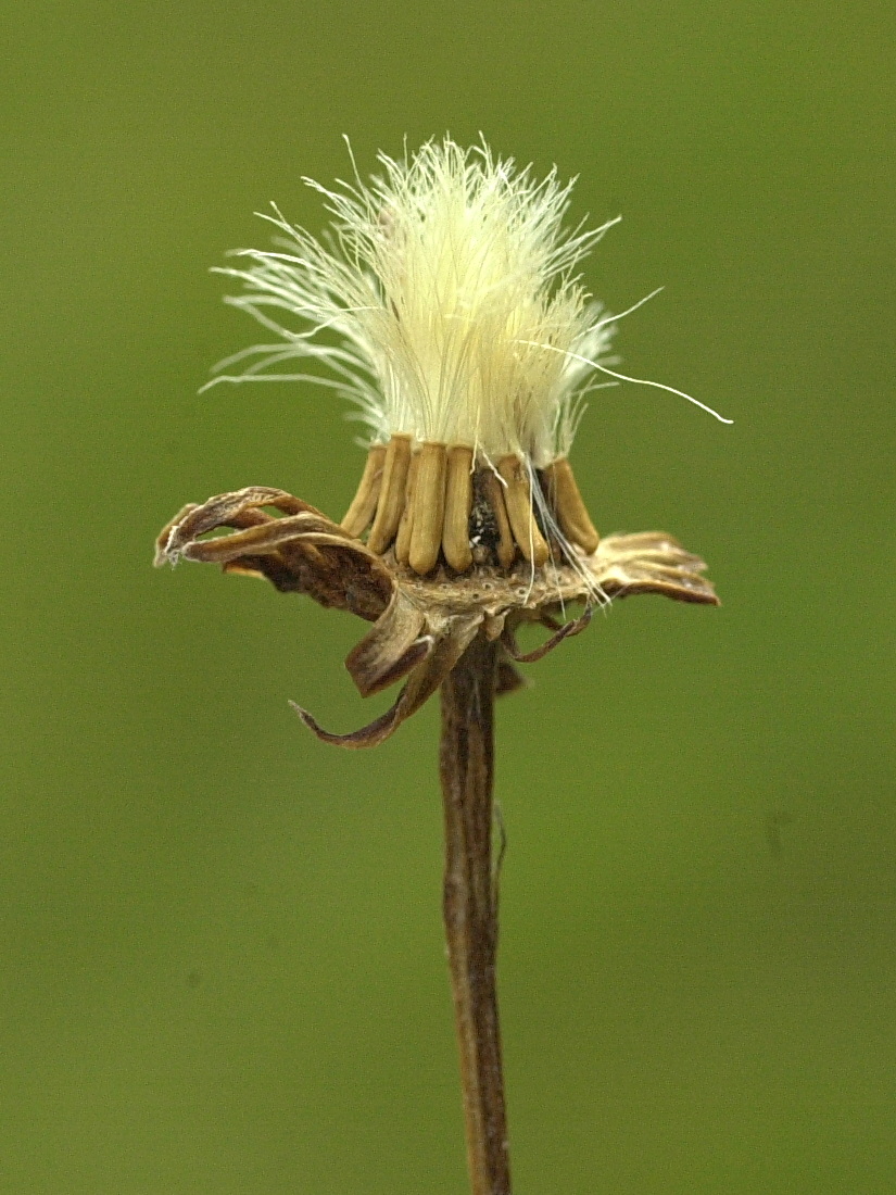 senecio_paludosus4md