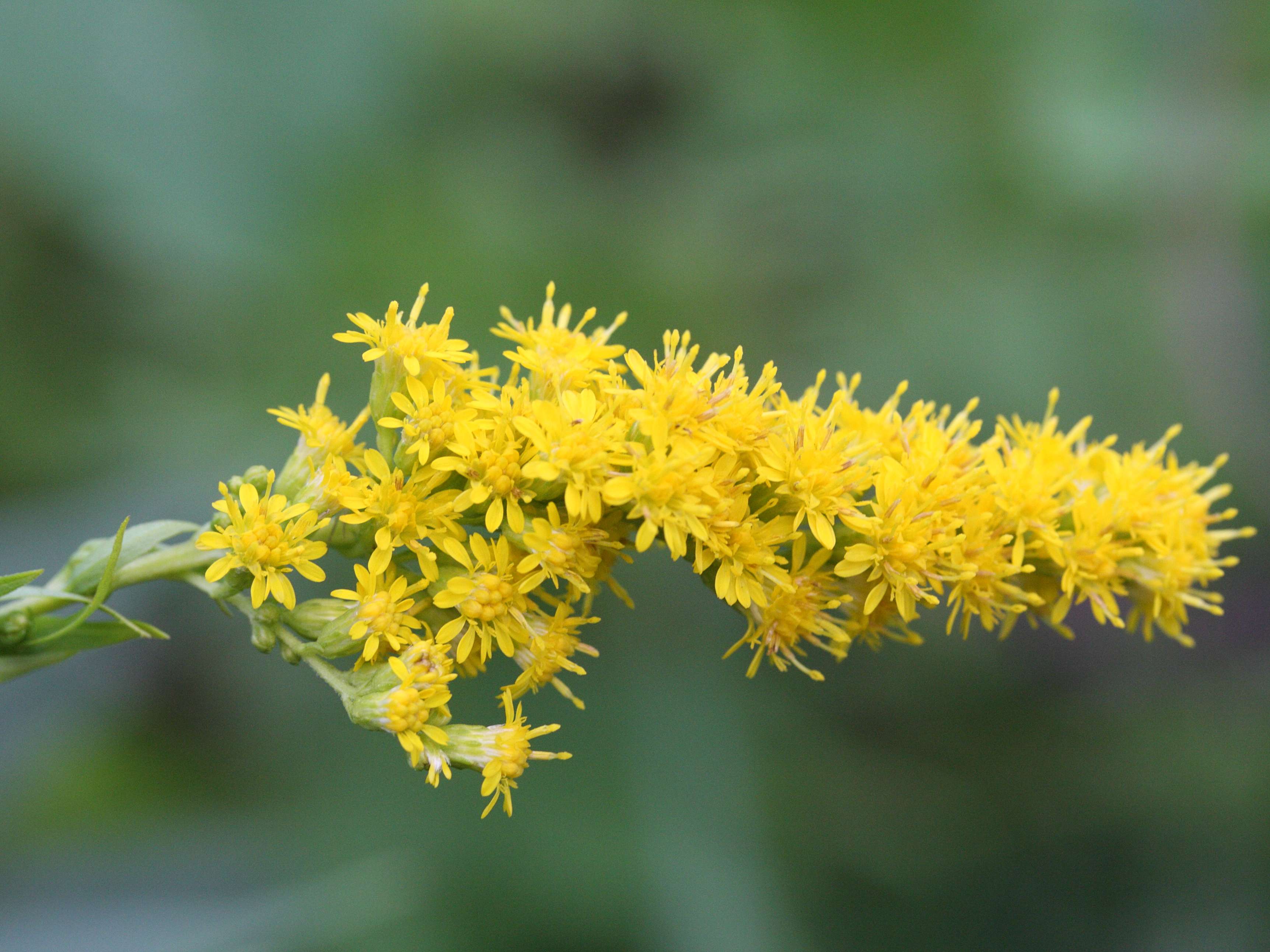solidago_gigantea4md