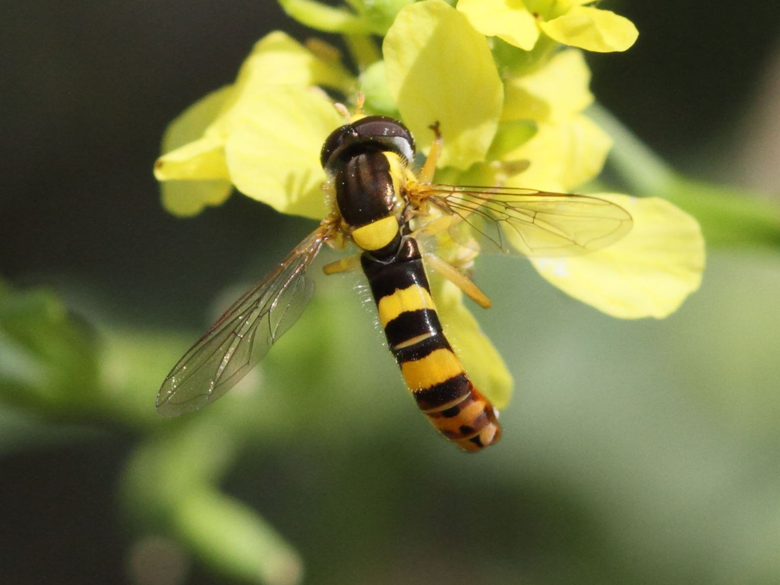 sphaerophoria_scripta5bd