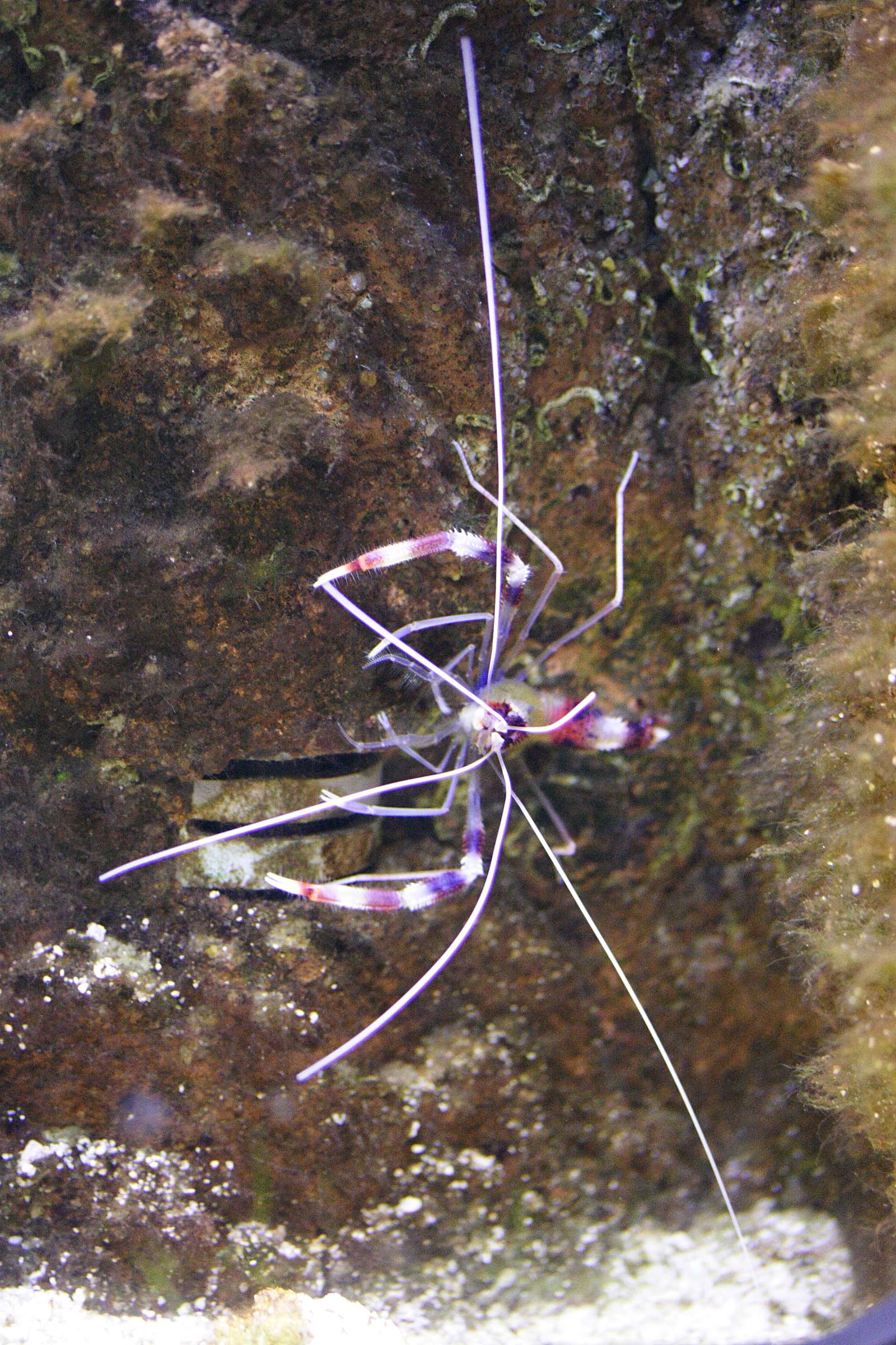 stenopus_hispidus1md